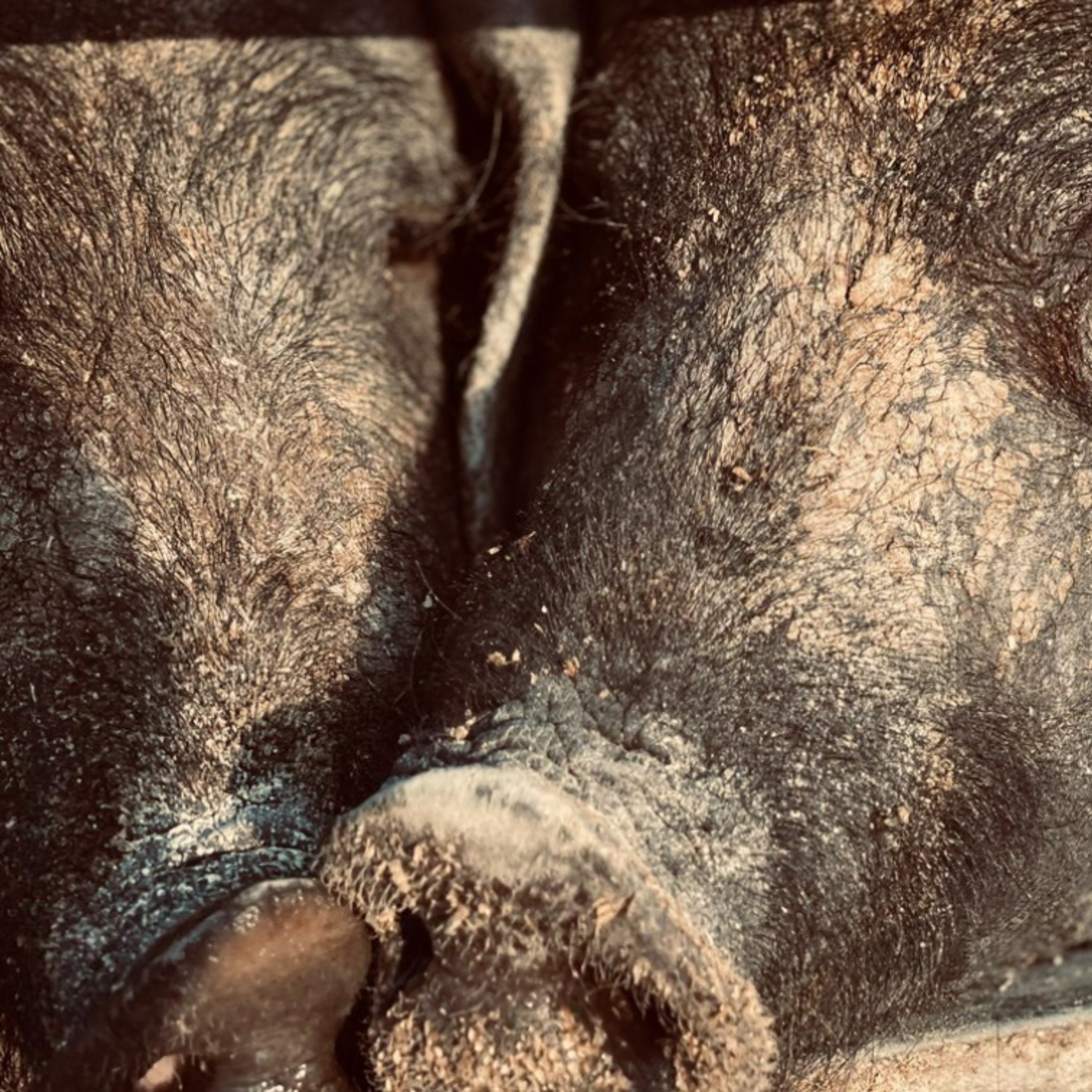 Huelva distribuirá 234 reproductores ibéricos en 2025 para fortalecer la ganadería provincial episode artwork