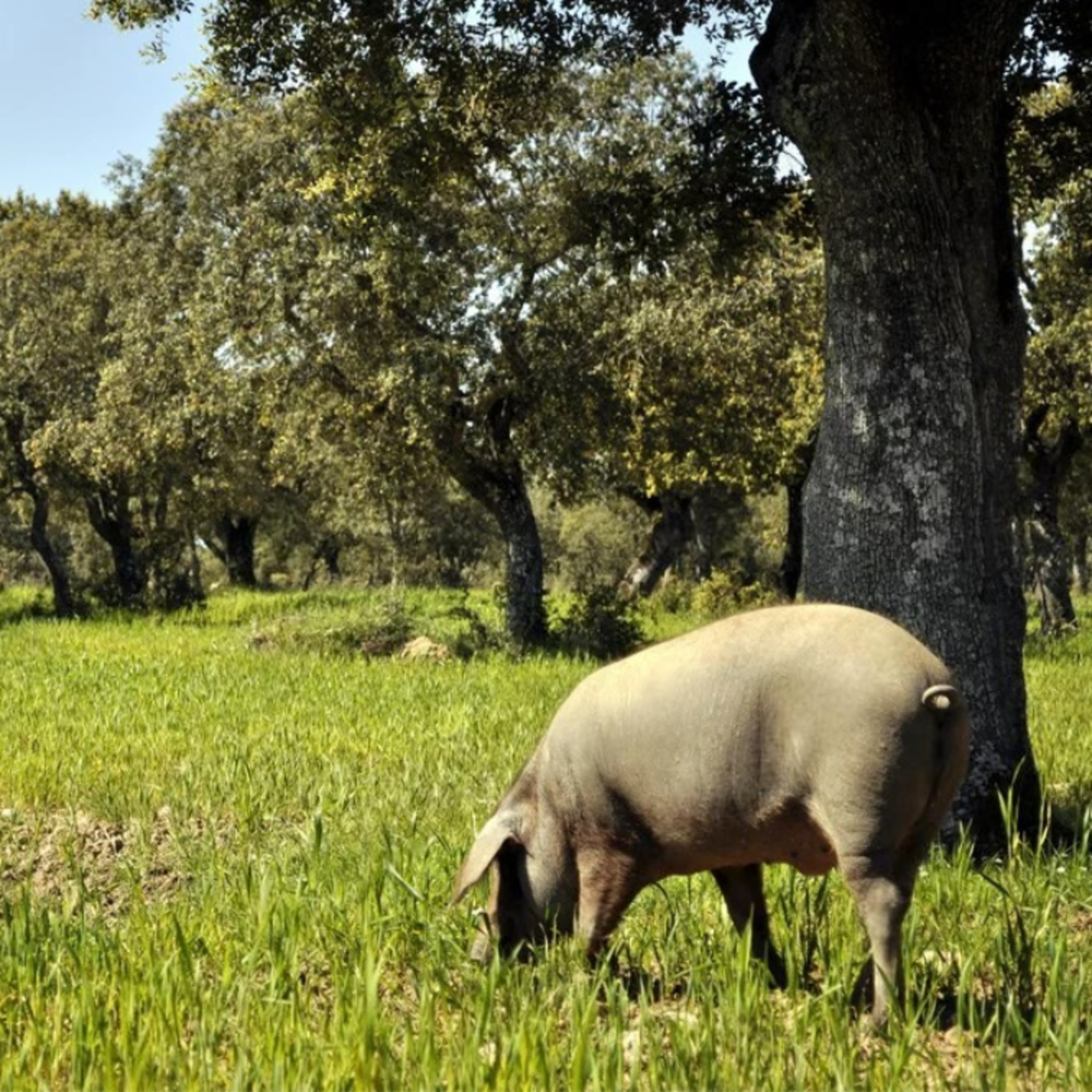 Cotizaciones a 5 de enero de la mesa de porcino ibérico de Salamanca episode artwork