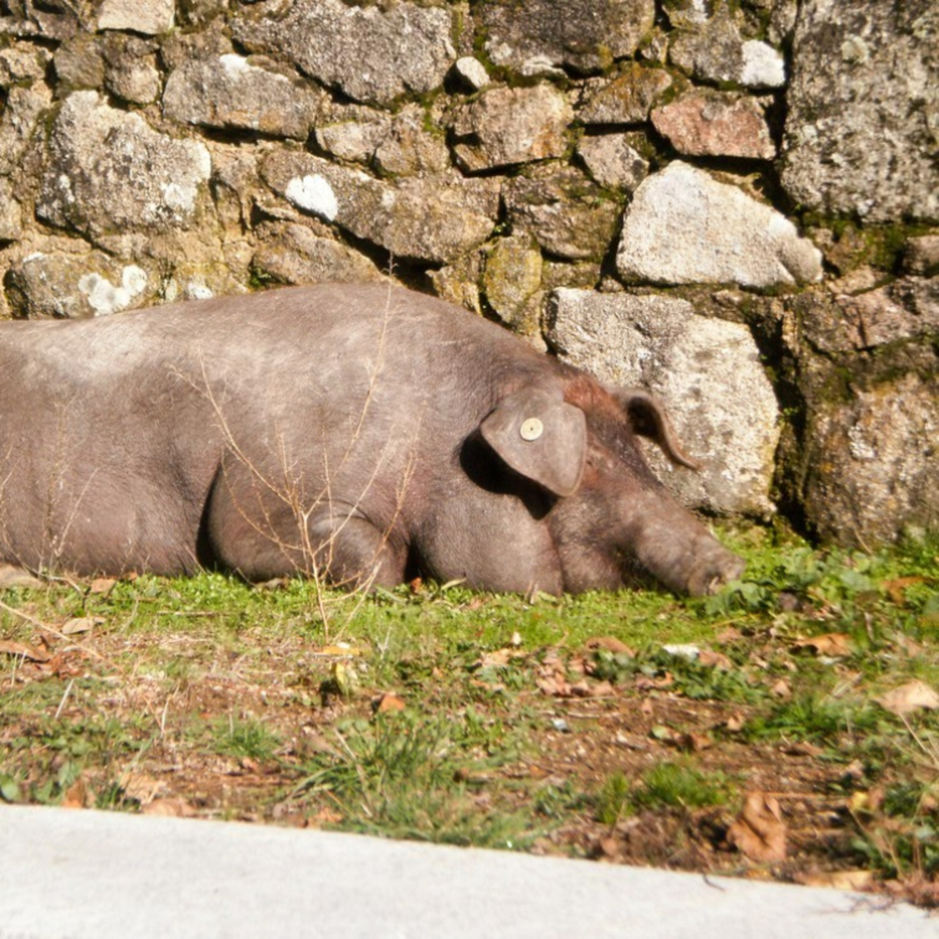 Cotizaciones a 2 de febrero de la mesa de porcino ibérico de Salamanca

 episode artwork