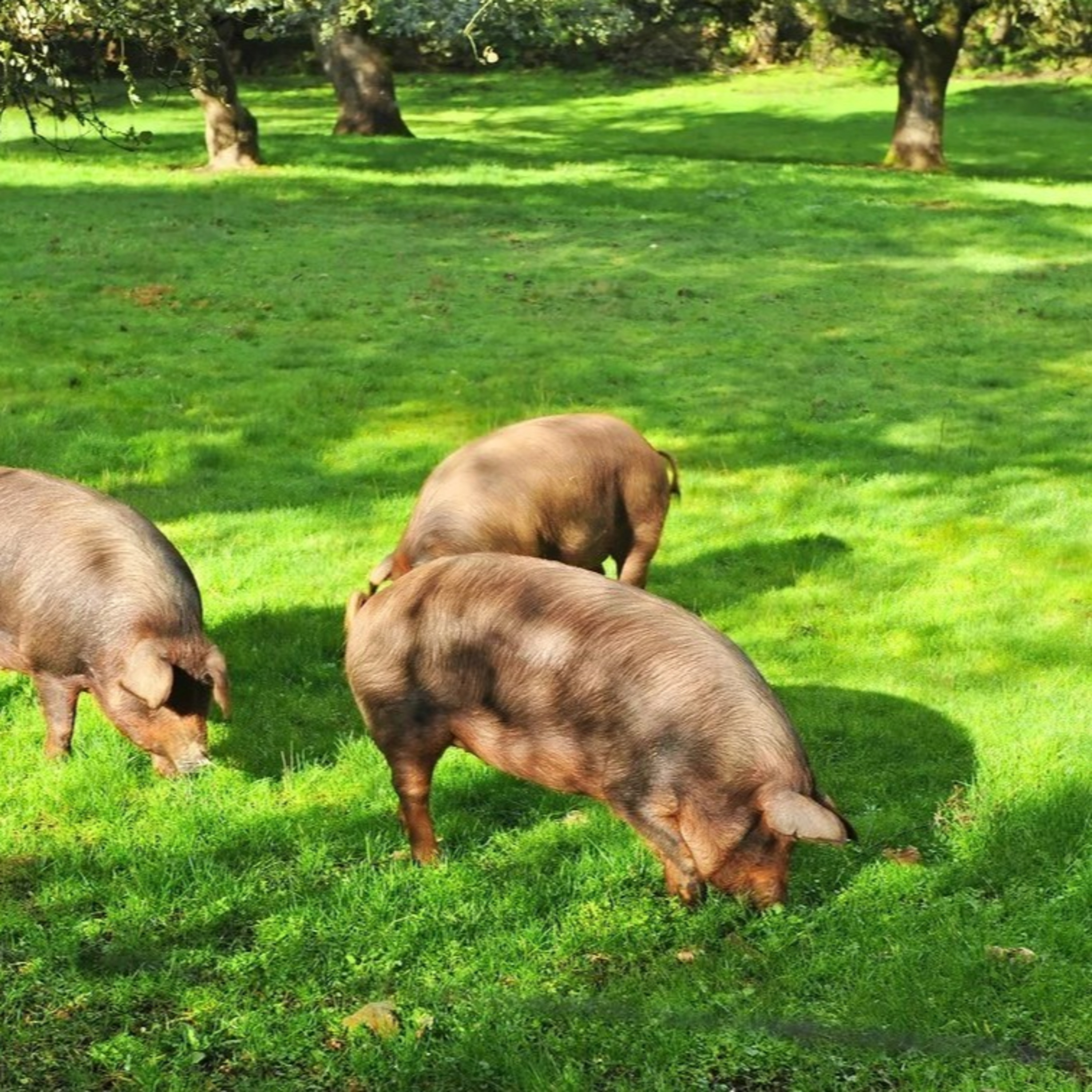 Cotizaciones a 9 de febrero de la mesa de porcino ibérico de Salamanca episode artwork