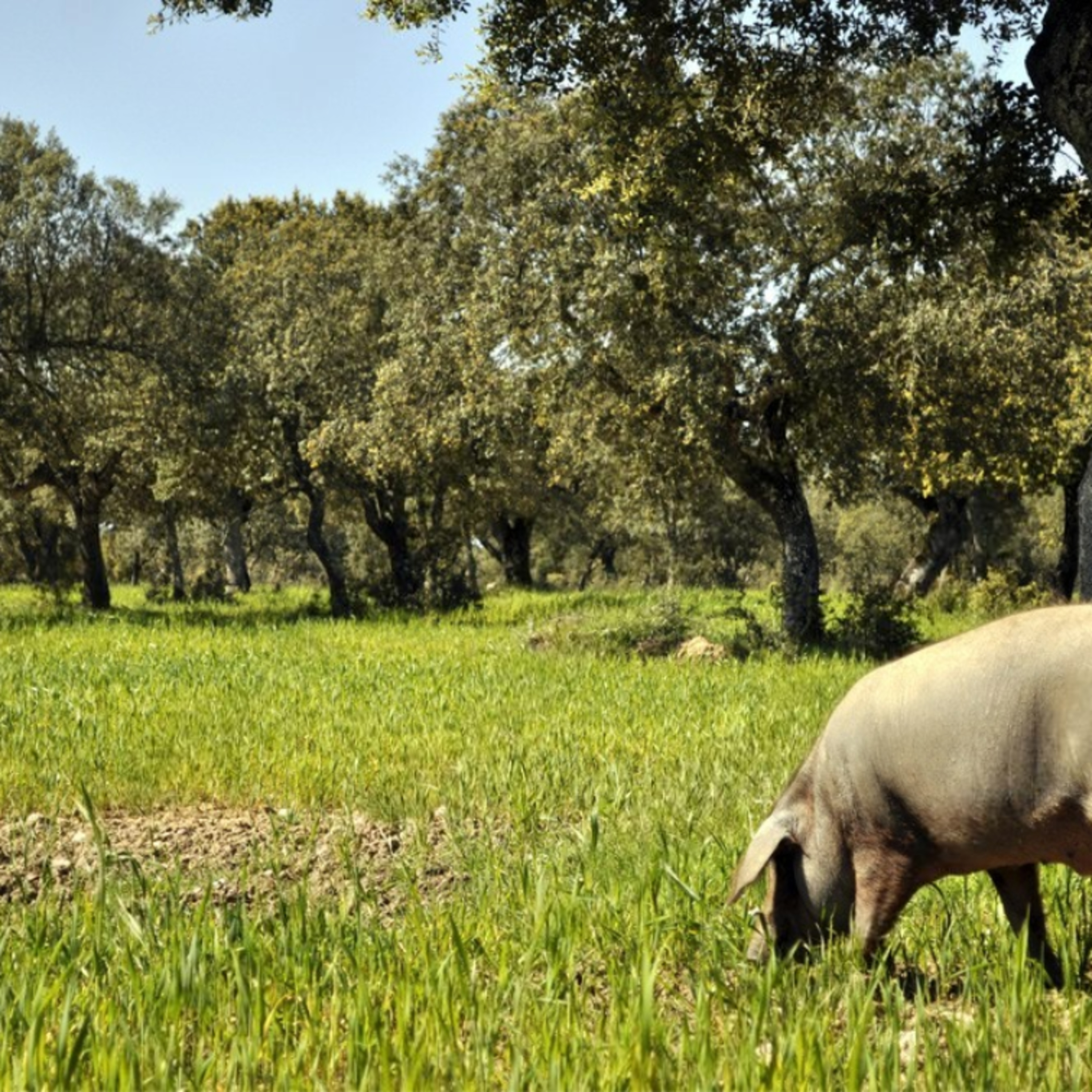 Cotizaciones a 2 de marzo de la mesa de porcino ibérico de Salamanca episode artwork