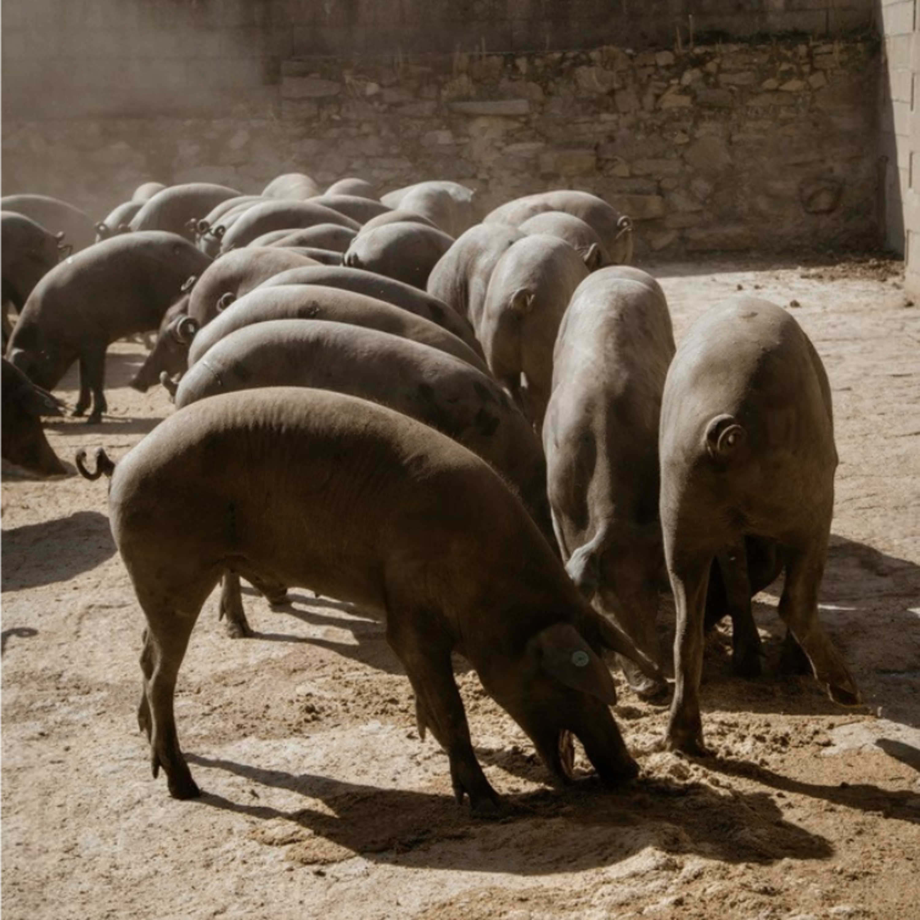 Índice Nacional de alimentación de porcino ibérico de febrero 2026 episode artwork