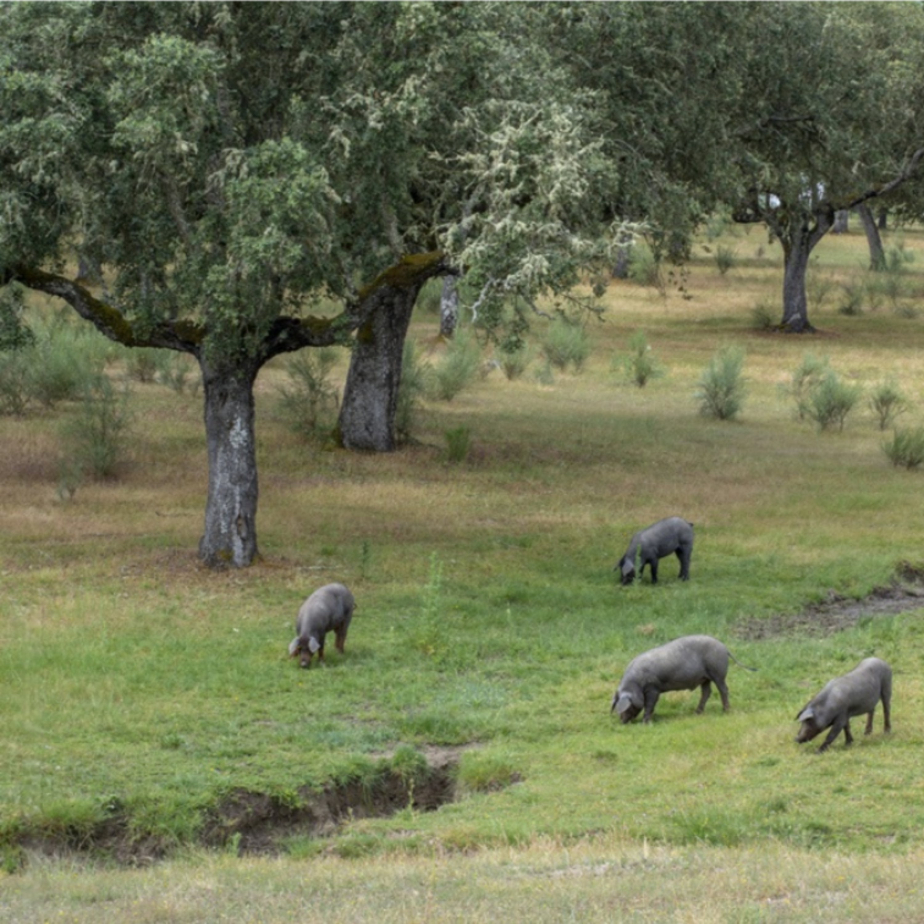 Cotizaciones a 16 de marzo de la mesa de porcino ibérico de Salamanca

 episode artwork