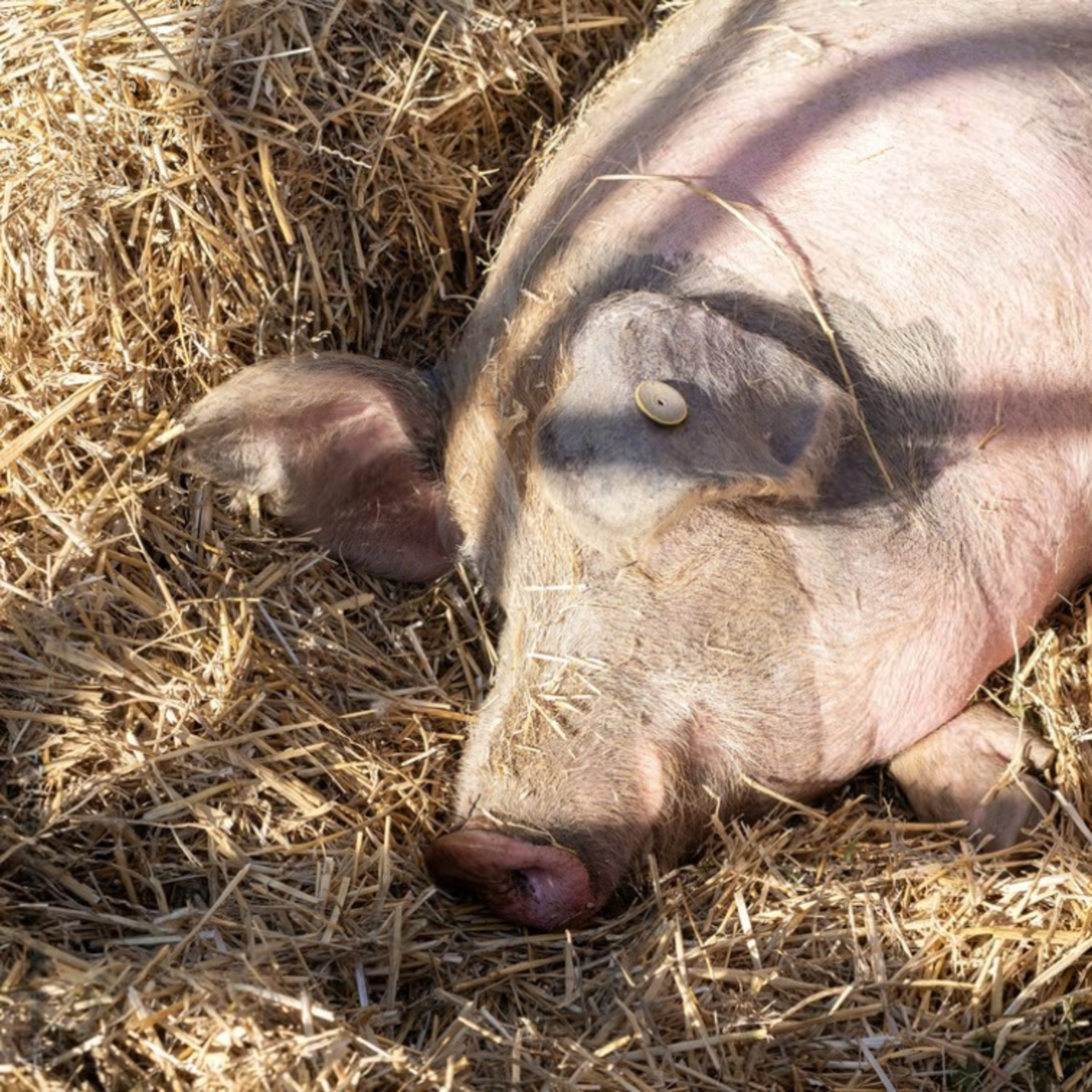 España y Alemania lideran el dinamismo del sector porcino en la Unión Europea episode artwork