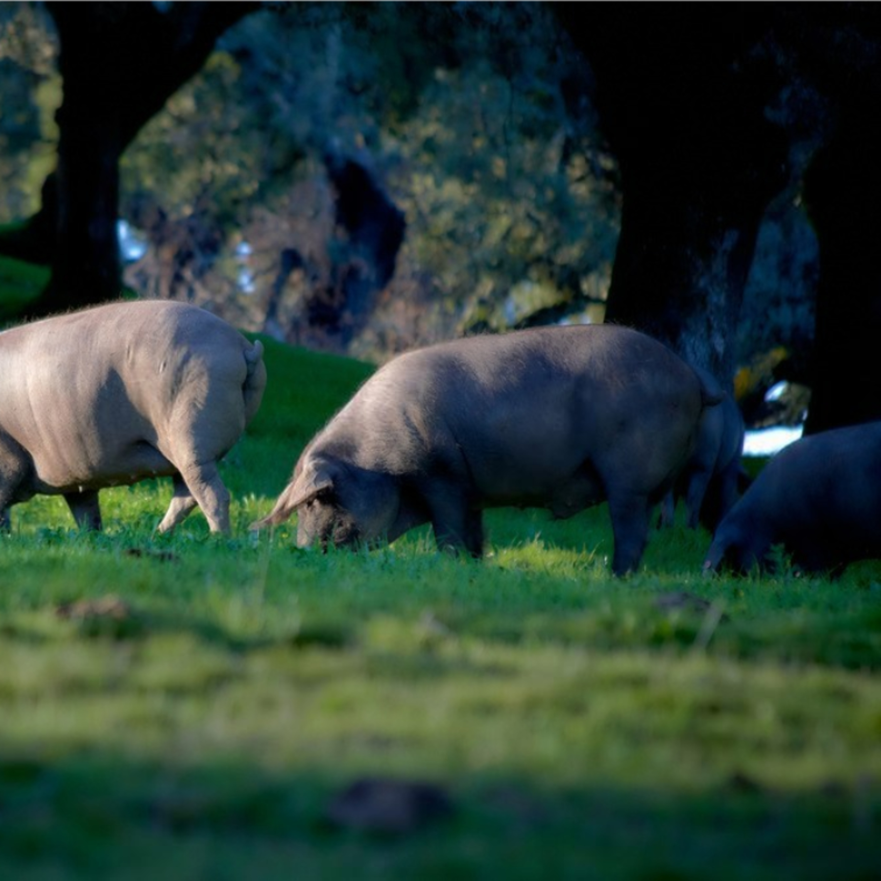 Los Pedroches rubrica una montanera excepcional: 80.000 piezas de bellota 100% ibérico certificadas episode artwork