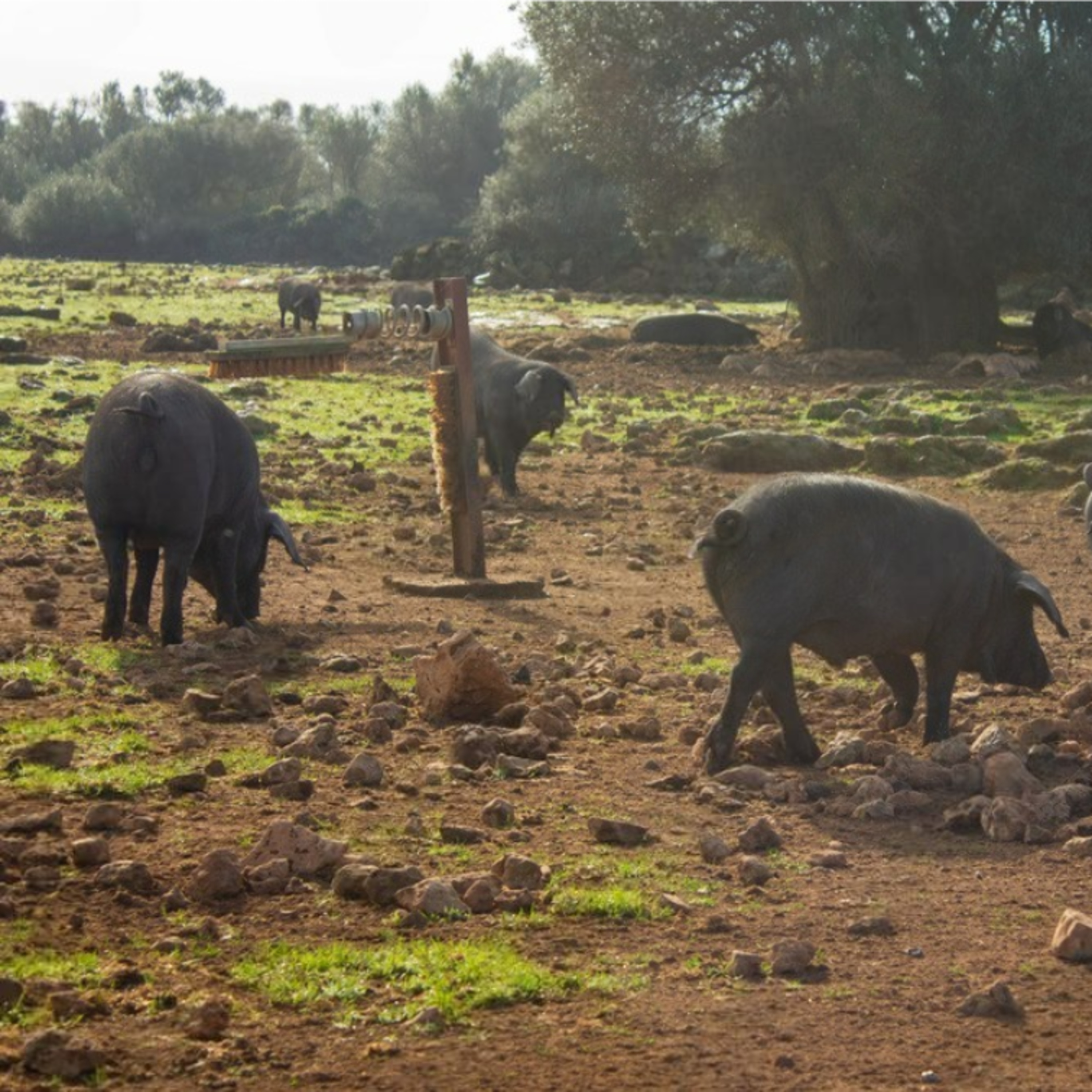 Cotizaciones a 23 de marzo de 2026 de la mesa de porcino ibérico de Sevilla

 episode artwork