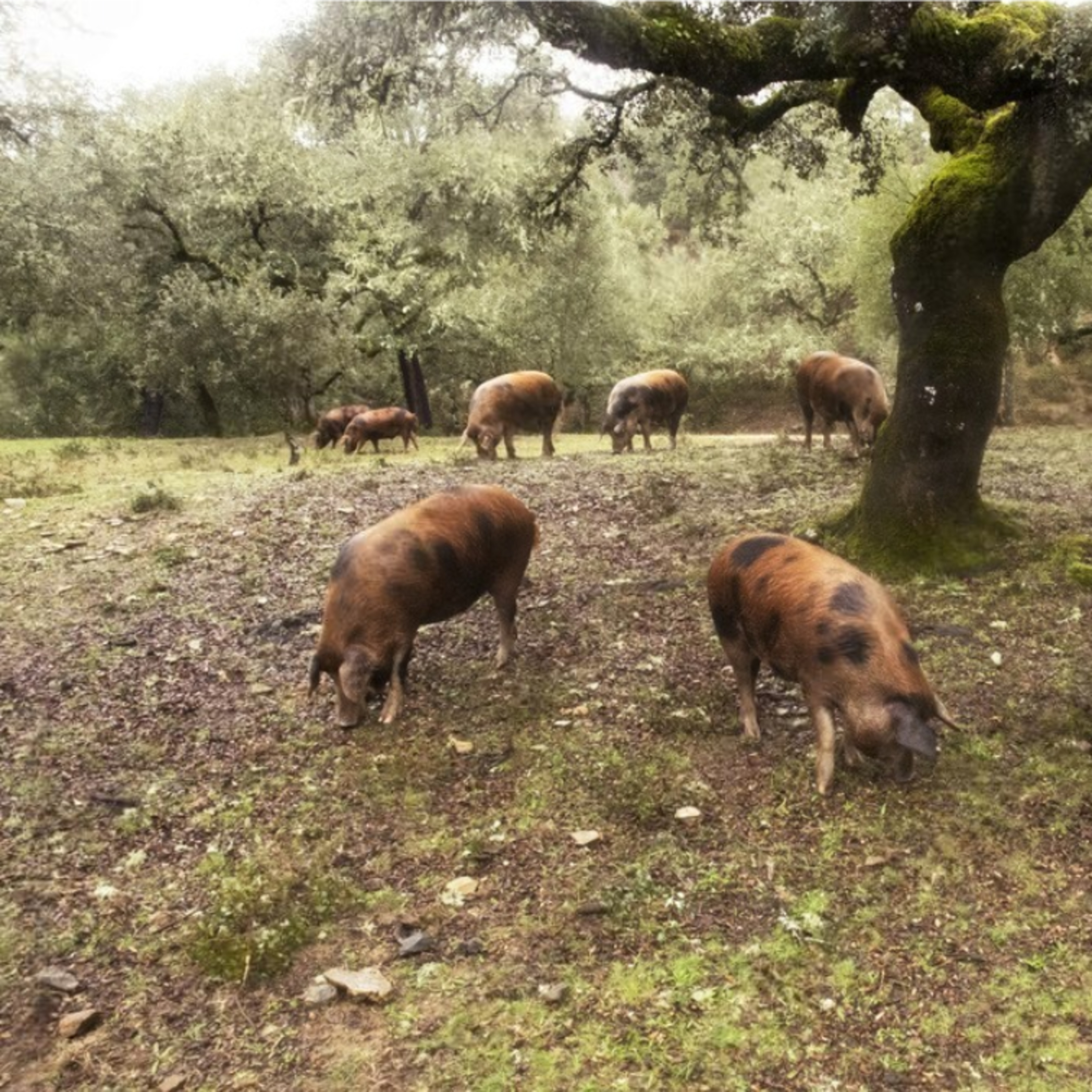 Cotizaciones a 26 de marzo de la mesa de porcino ibérico de Huelva episode artwork