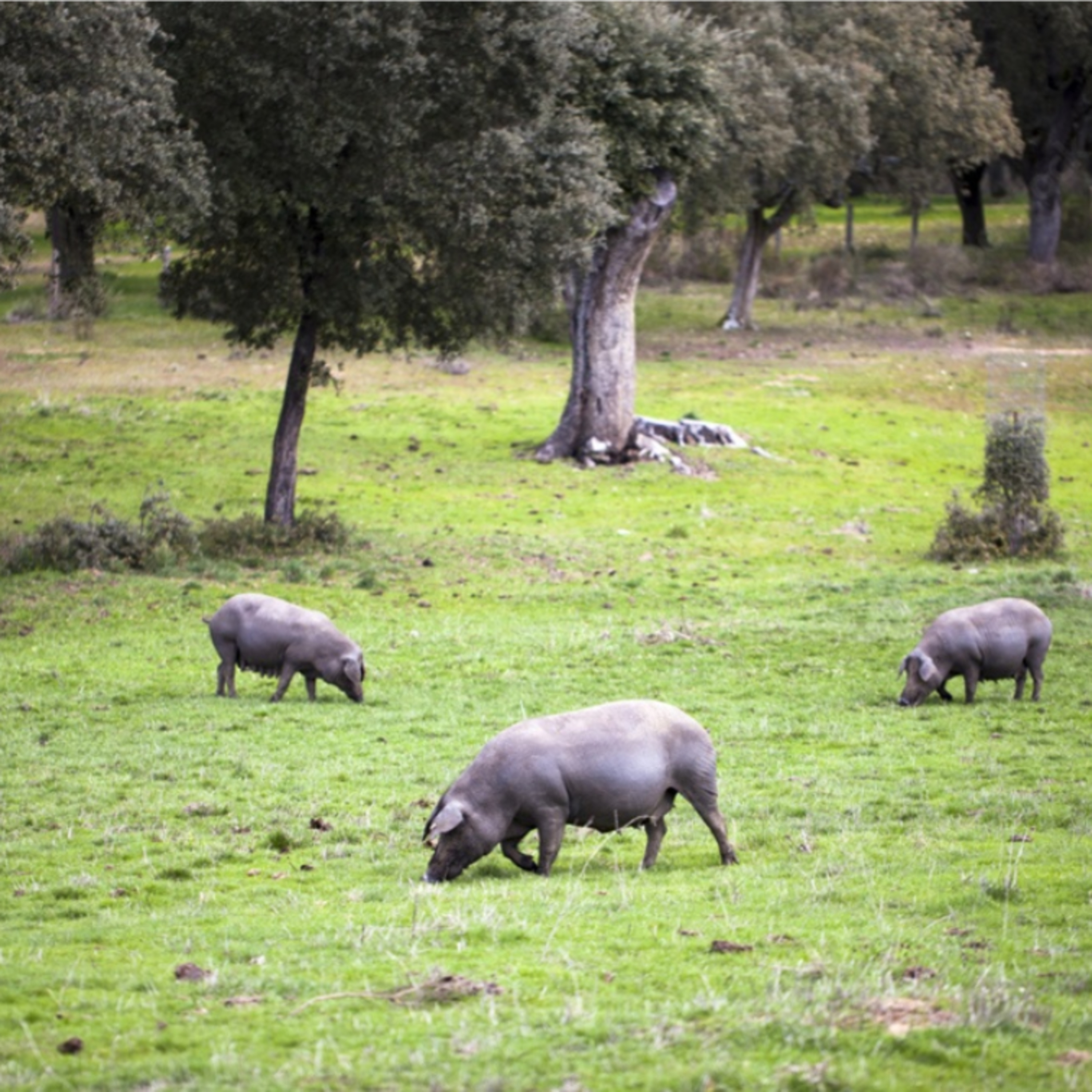 Cotizaciones a 30 de marzo de la mesa de porcino ibérico de Salamanca episode artwork