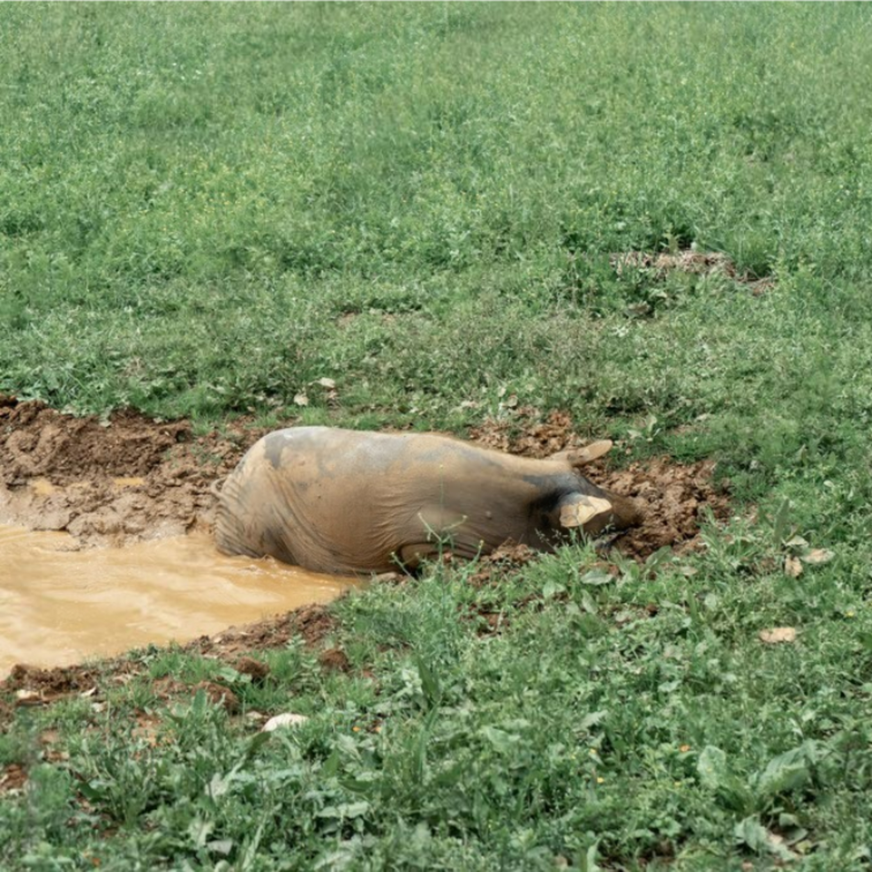 Cotizaciones a 13 de abril de 2026 de la mesa de porcino ibérico de Salamanca episode artwork