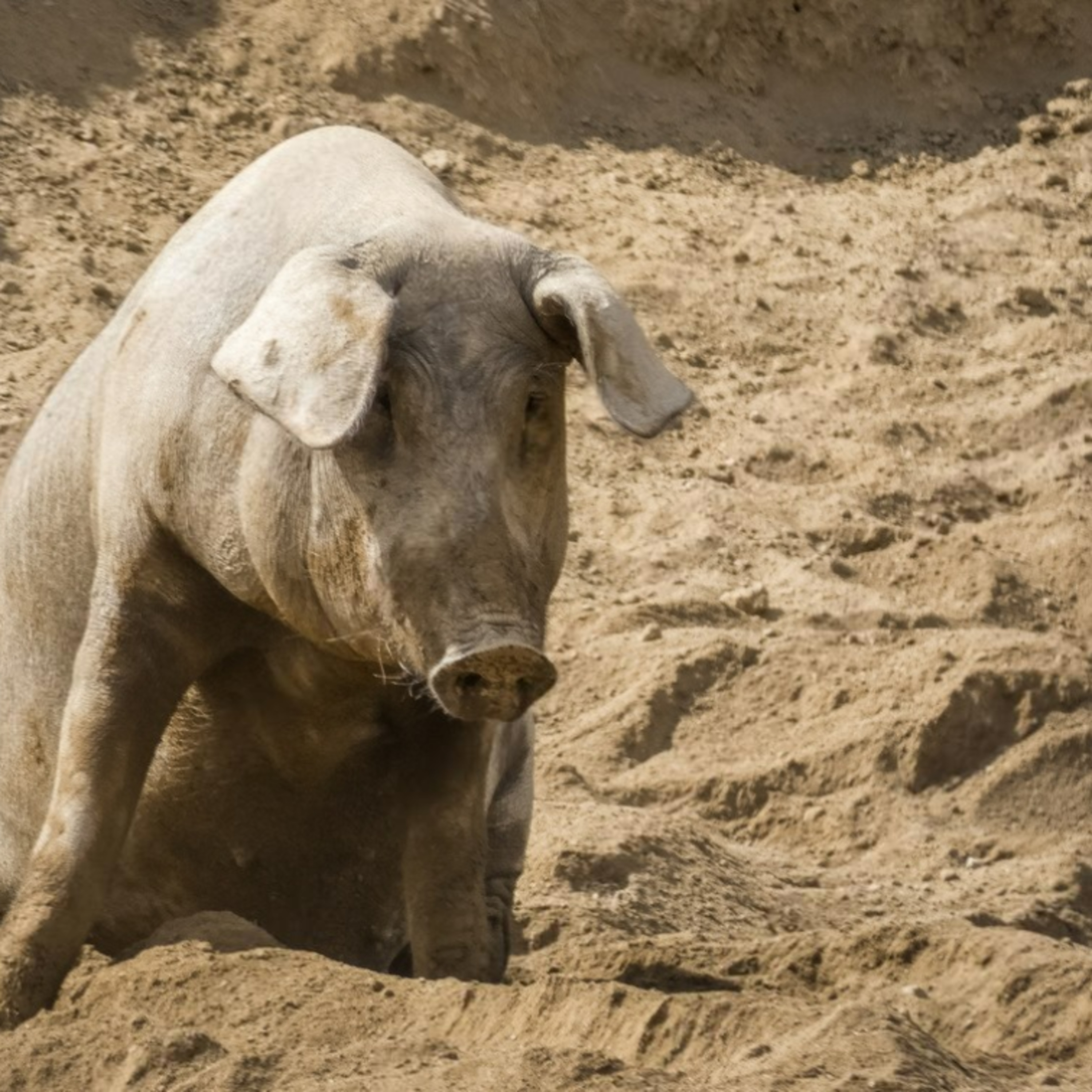 Índice Nacional de alimentación de porcino ibérico de marzo de 2026 episode artwork