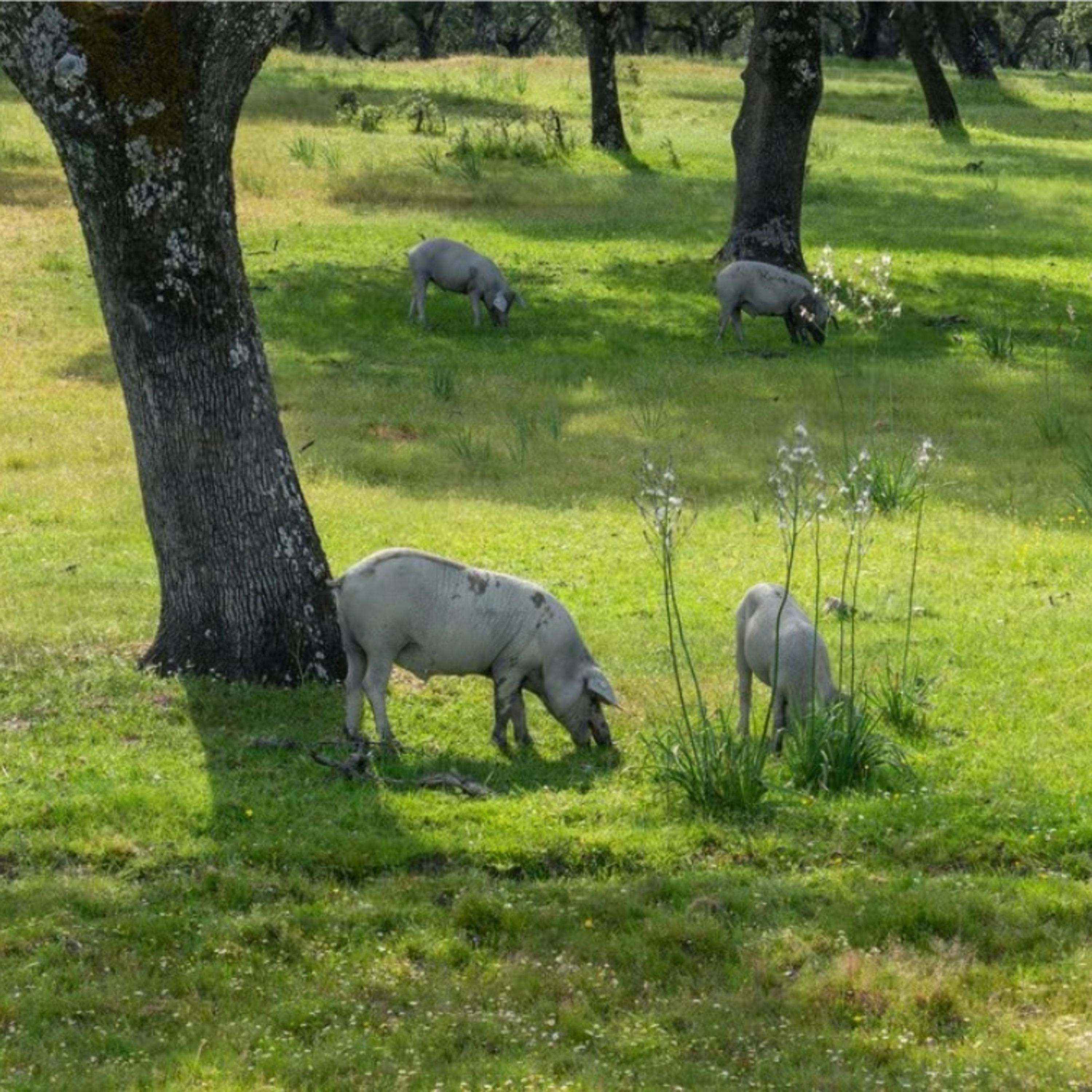 Cotizaciones a 27 de abril de la mesa de porcino ibérico de Salamanca episode artwork