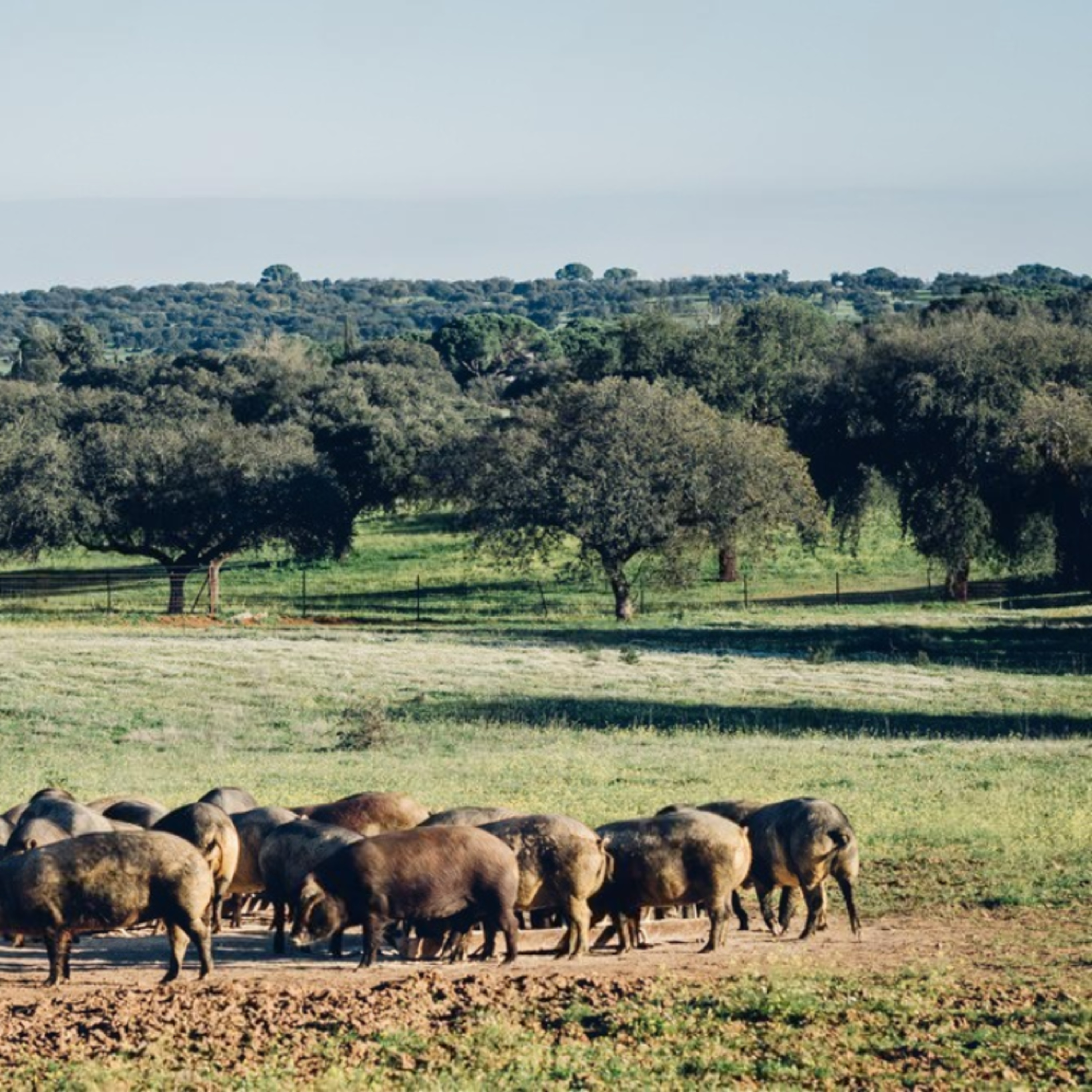 Cotizaciones a 27 de abril de la mesa de porcino ibérico de Sevilla episode artwork