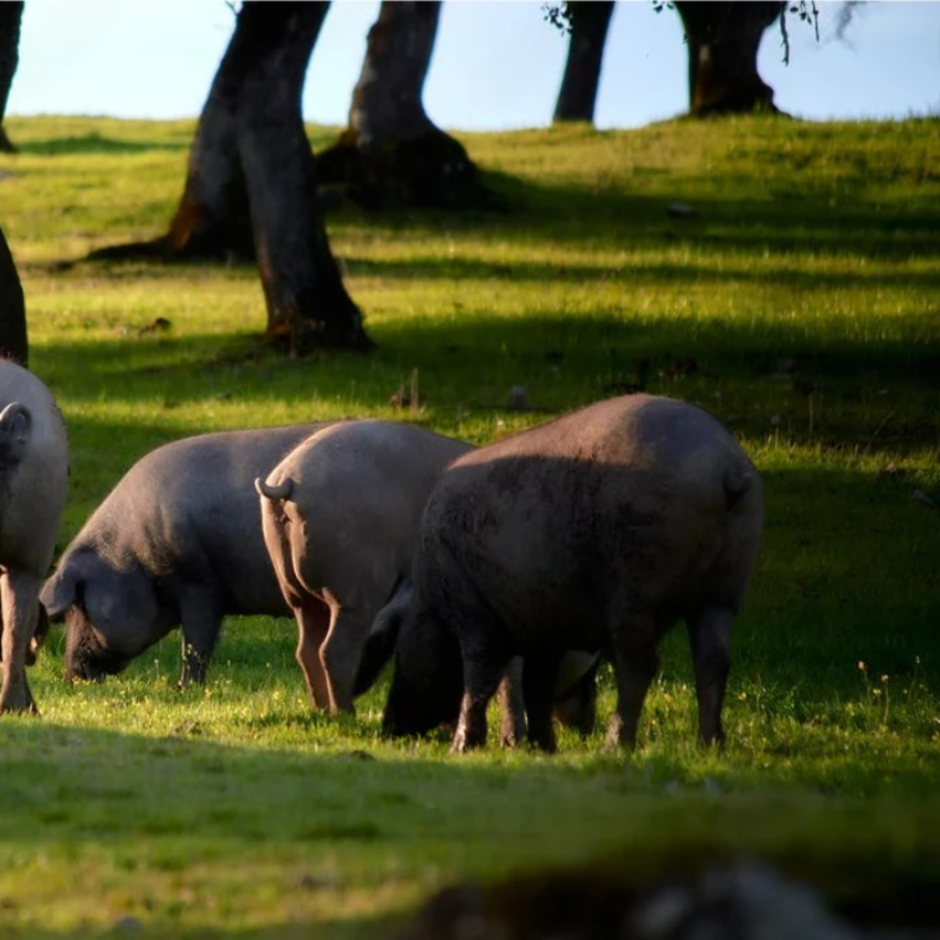 Cotizaciones a 30 de abril de 2026 de la mesa de porcino ibérico de Córdoba episode artwork