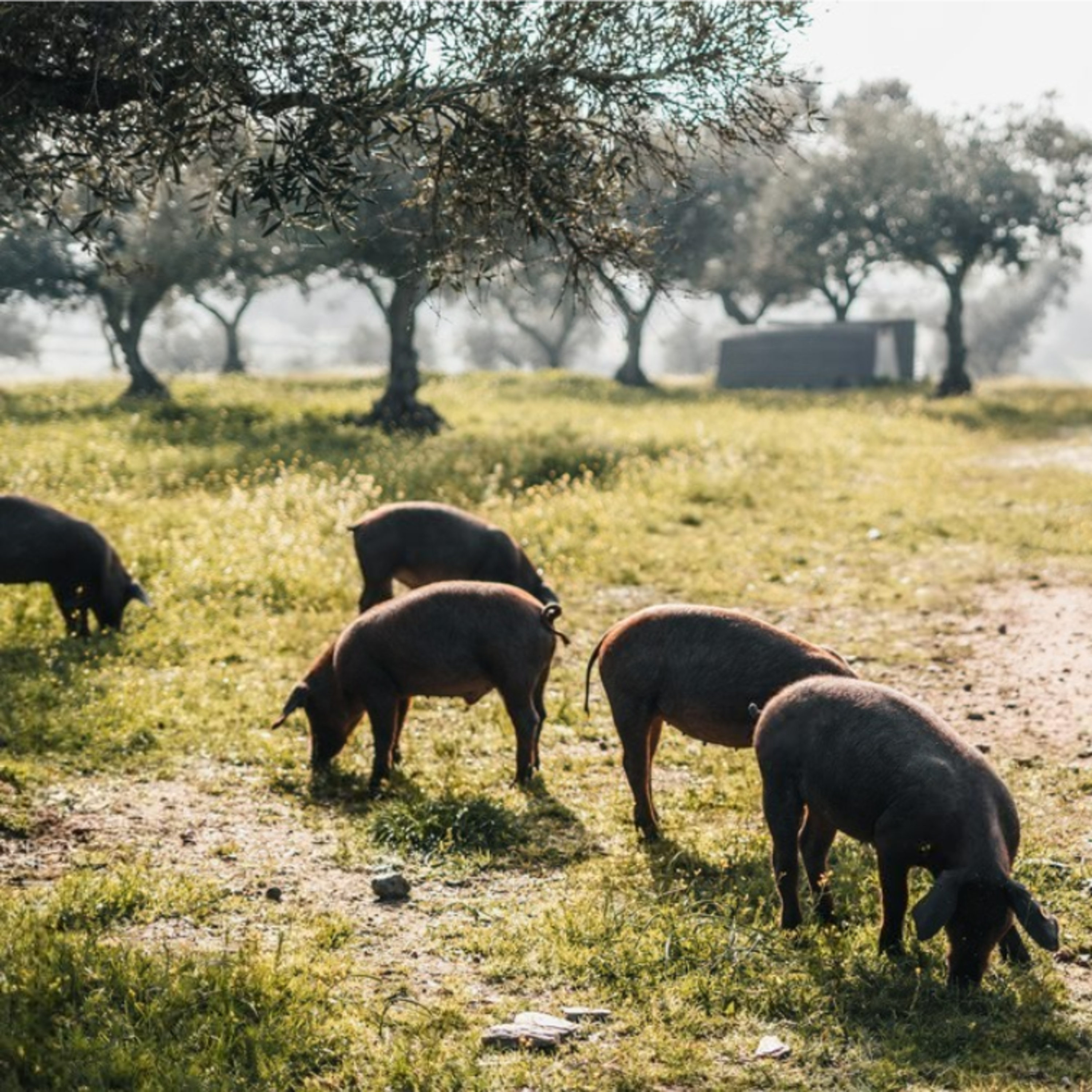 Cotizaciones a 4 de mayo de 2026 de la mesa de porcino ibérico de Salamanca

 episode artwork