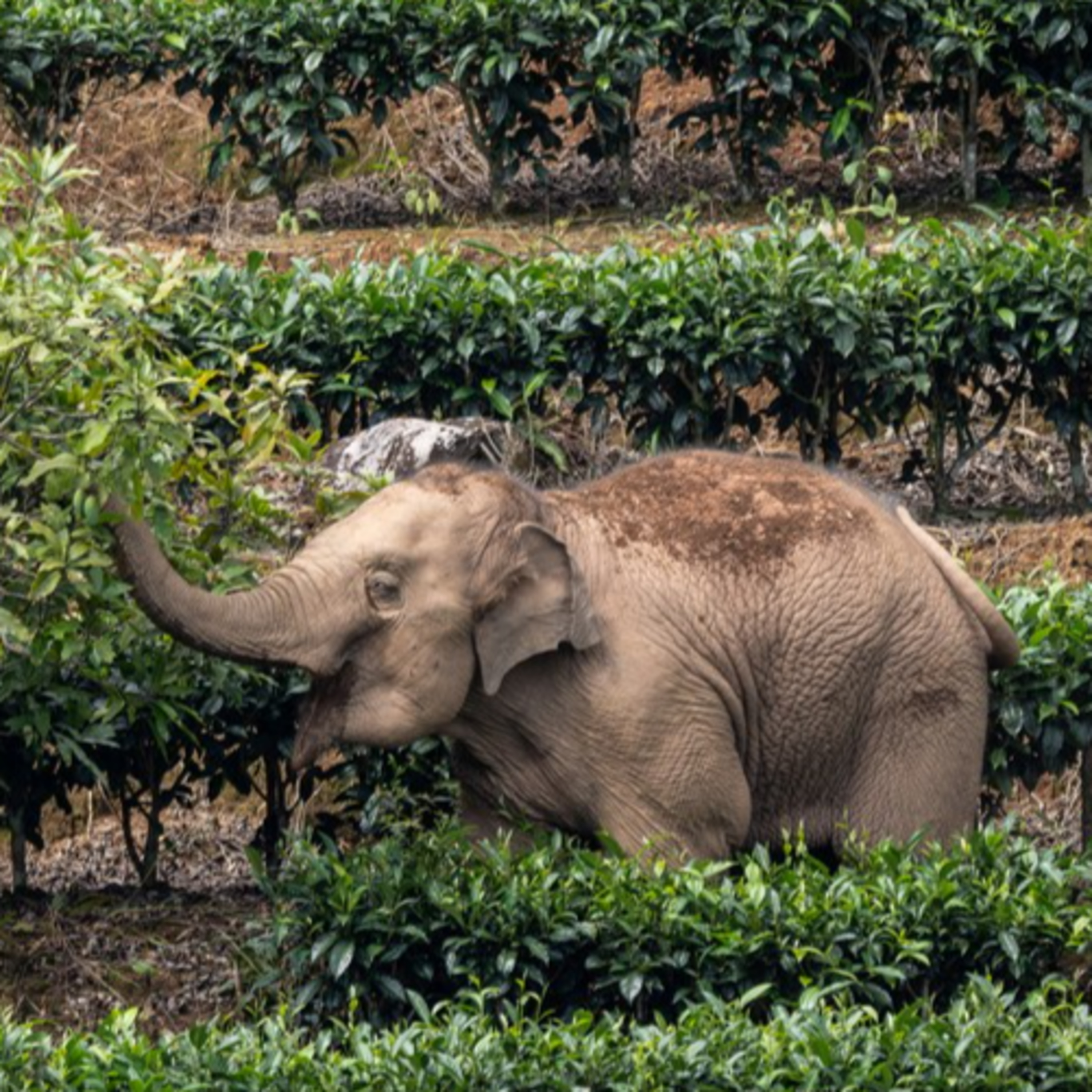 cover of episode #5: Tim ilmuwan China ungkap evolusi organ makan pada gajah purba