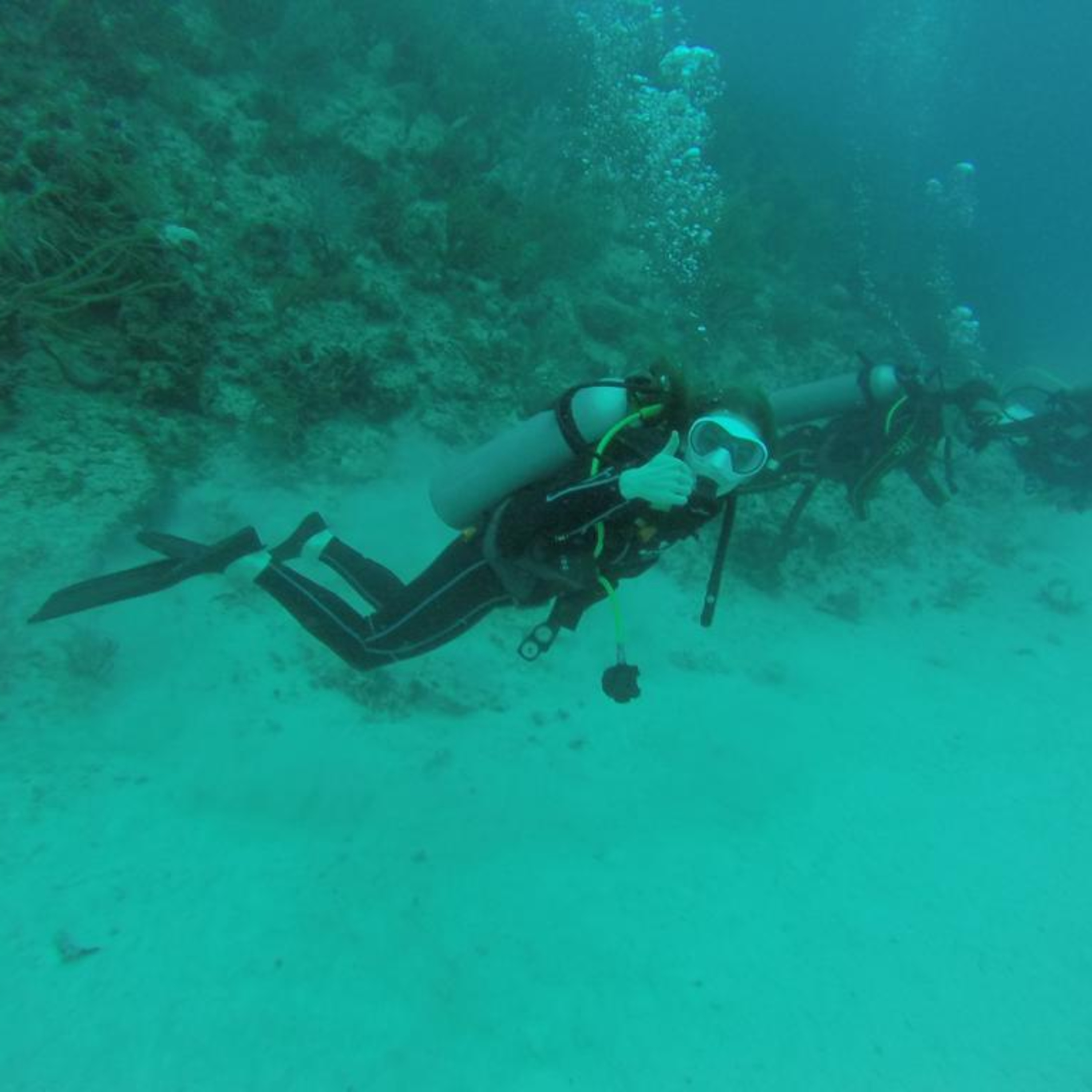 The Yorkie Talkies Talk