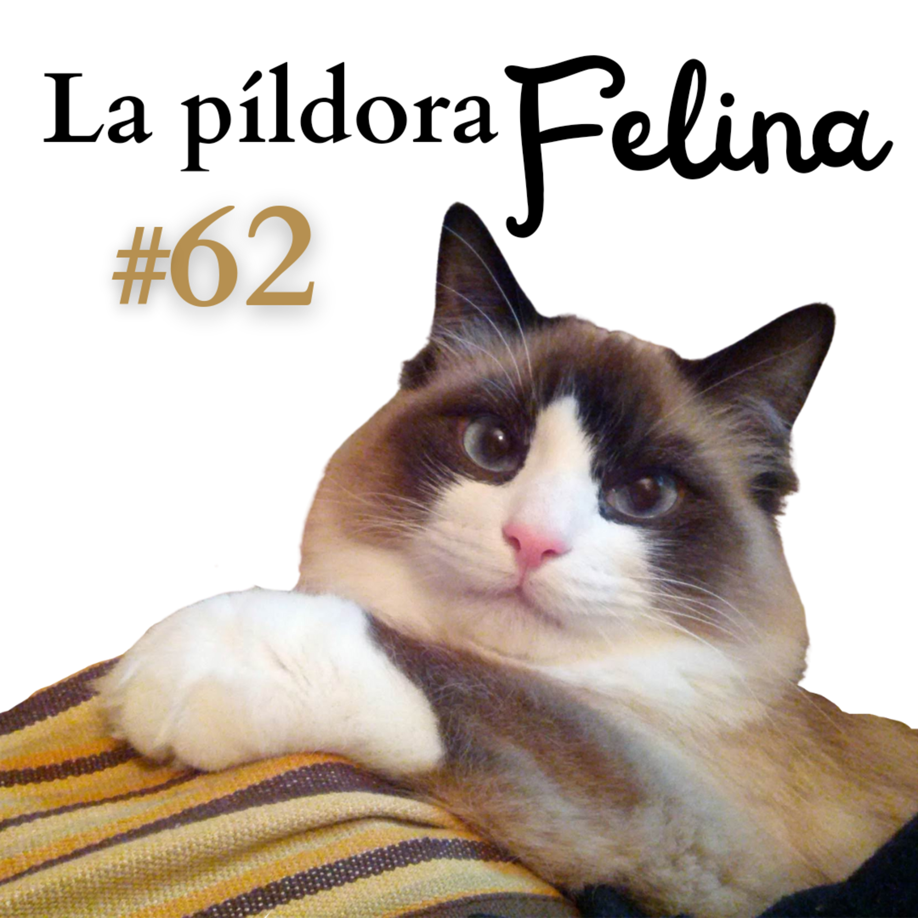 Imagen del episodio 62. Tests de Leucemia e Inmunodeficiencia: lo que solo dos gotas pueden hacer por tu gato