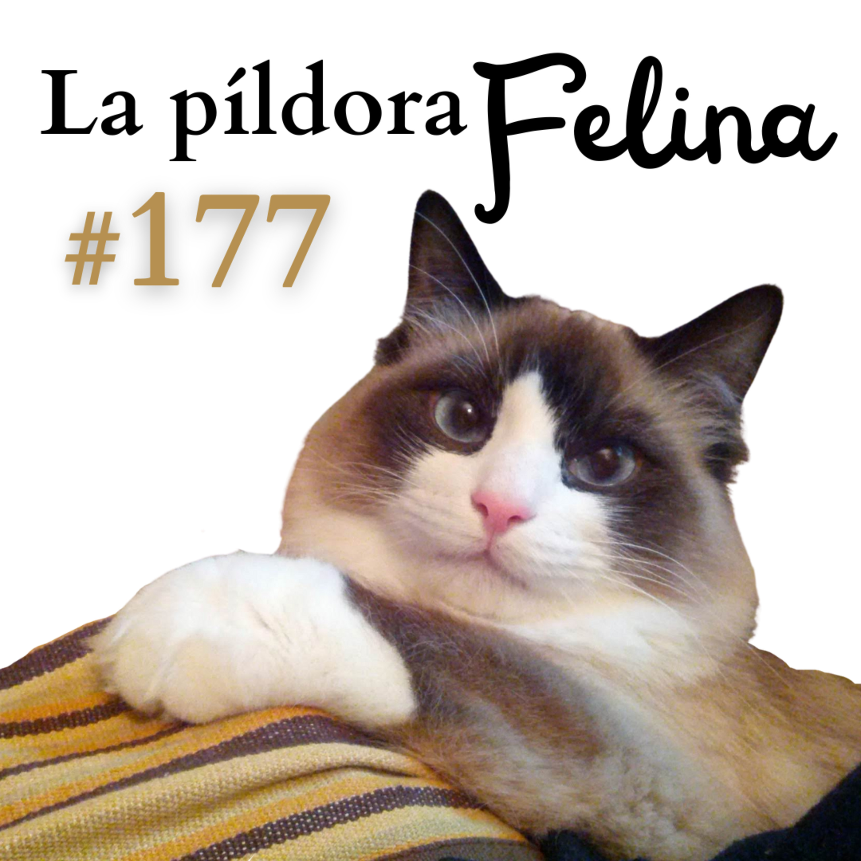 Imagen del episodio 177. Las 3 cosas que puedes saber (Y EVITAR QUE EMPEOREN) solo con la orina de tu gato