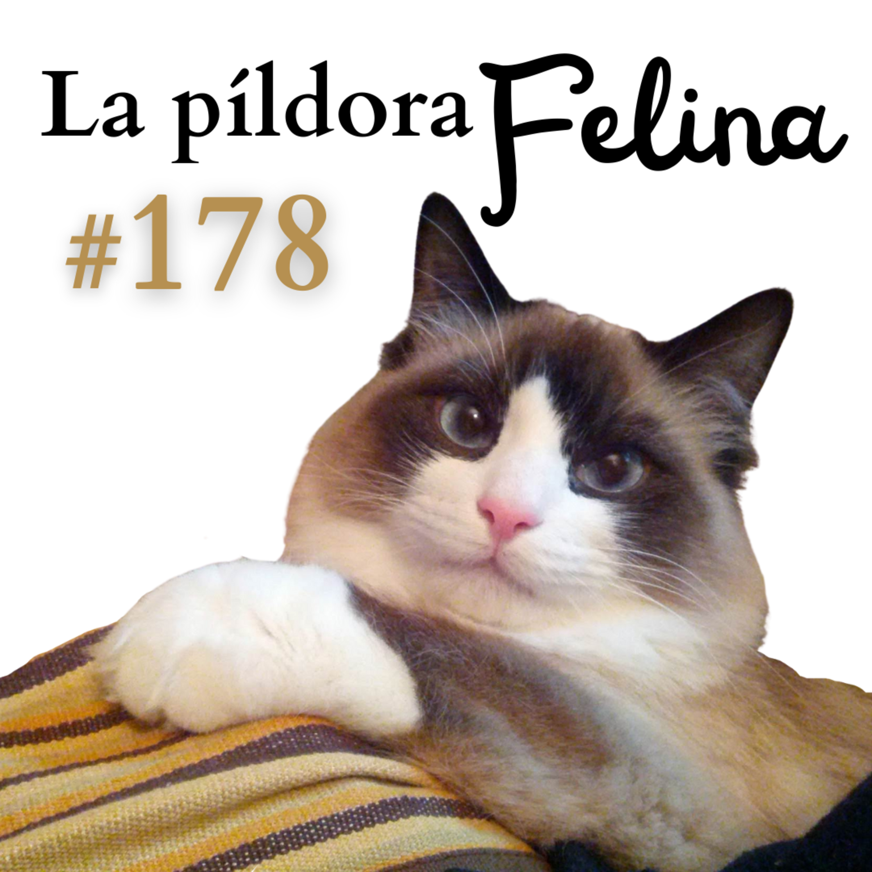 Imagen del episodio 178. Nutrientes que pueden relajar a tu gato