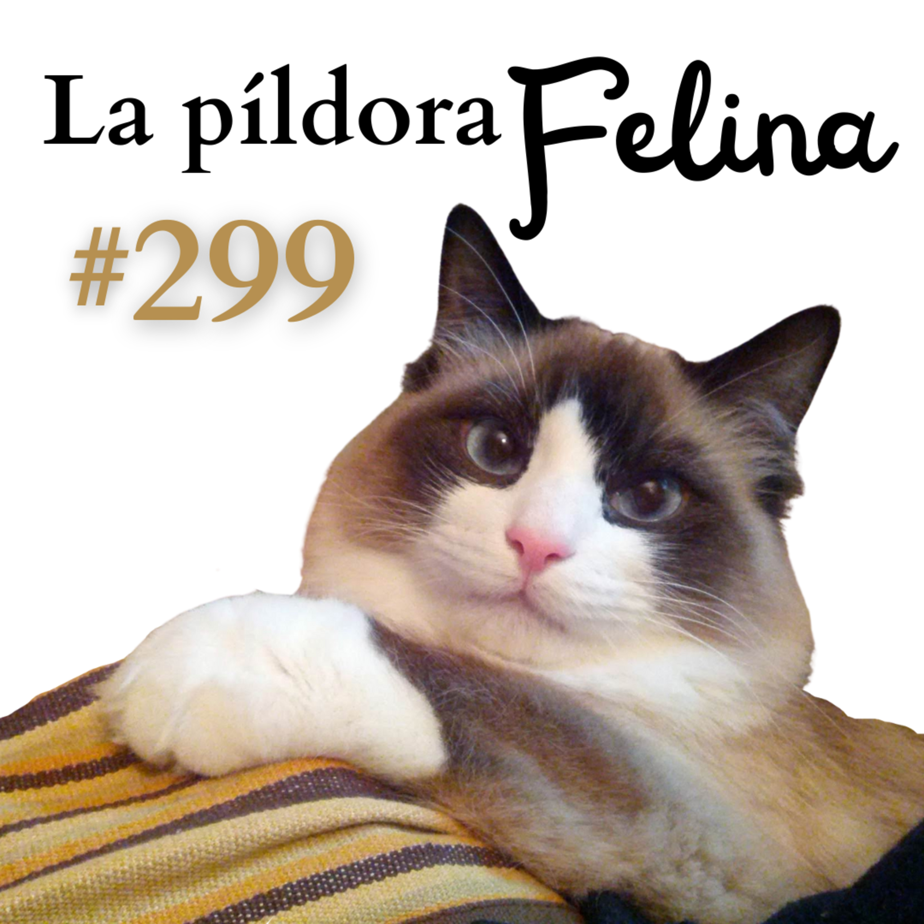 La Píldora Felina – Entiende y cuida mejor a tu gato