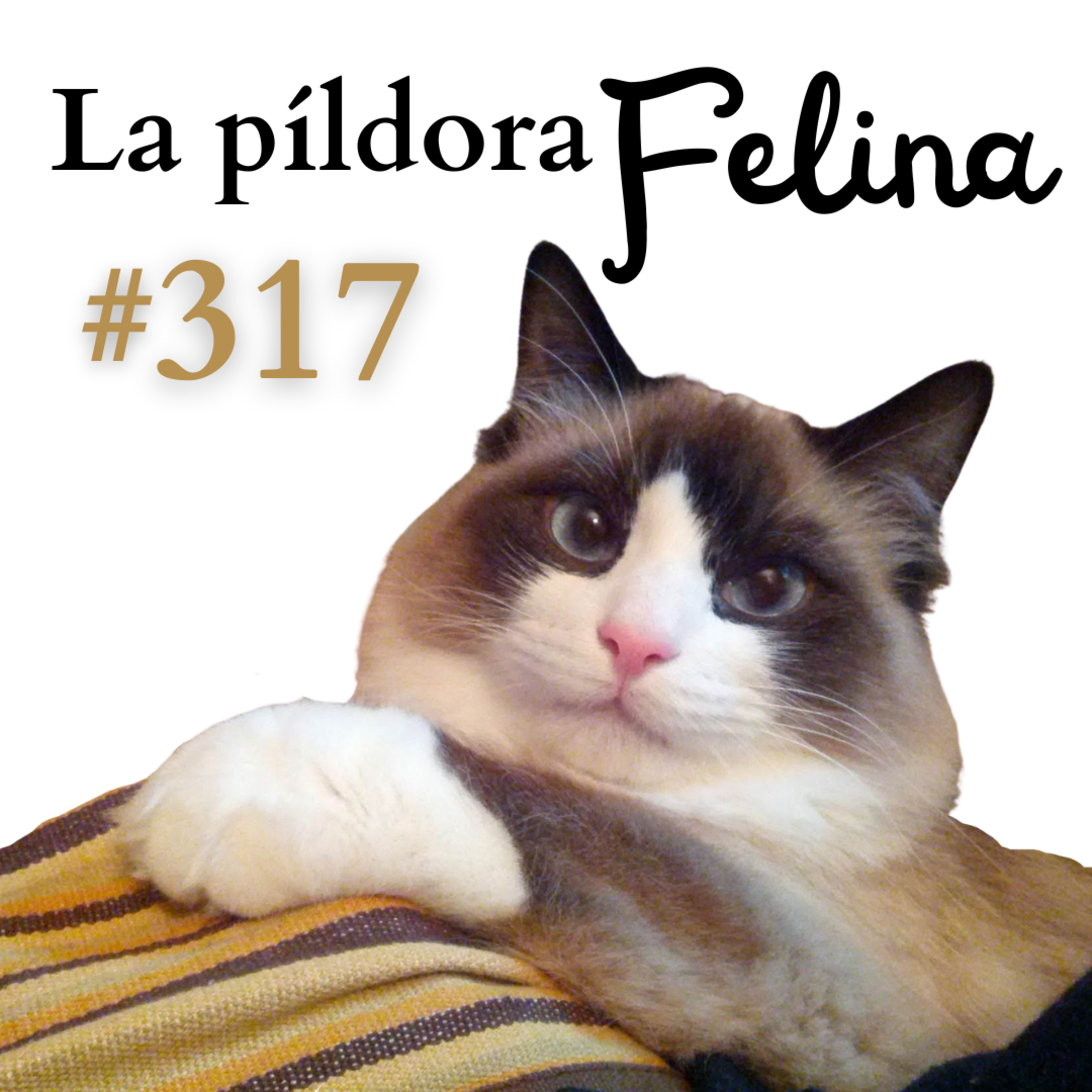 Imagen del episodio 317. Evitar la OBESIDAD con comederos interactivos