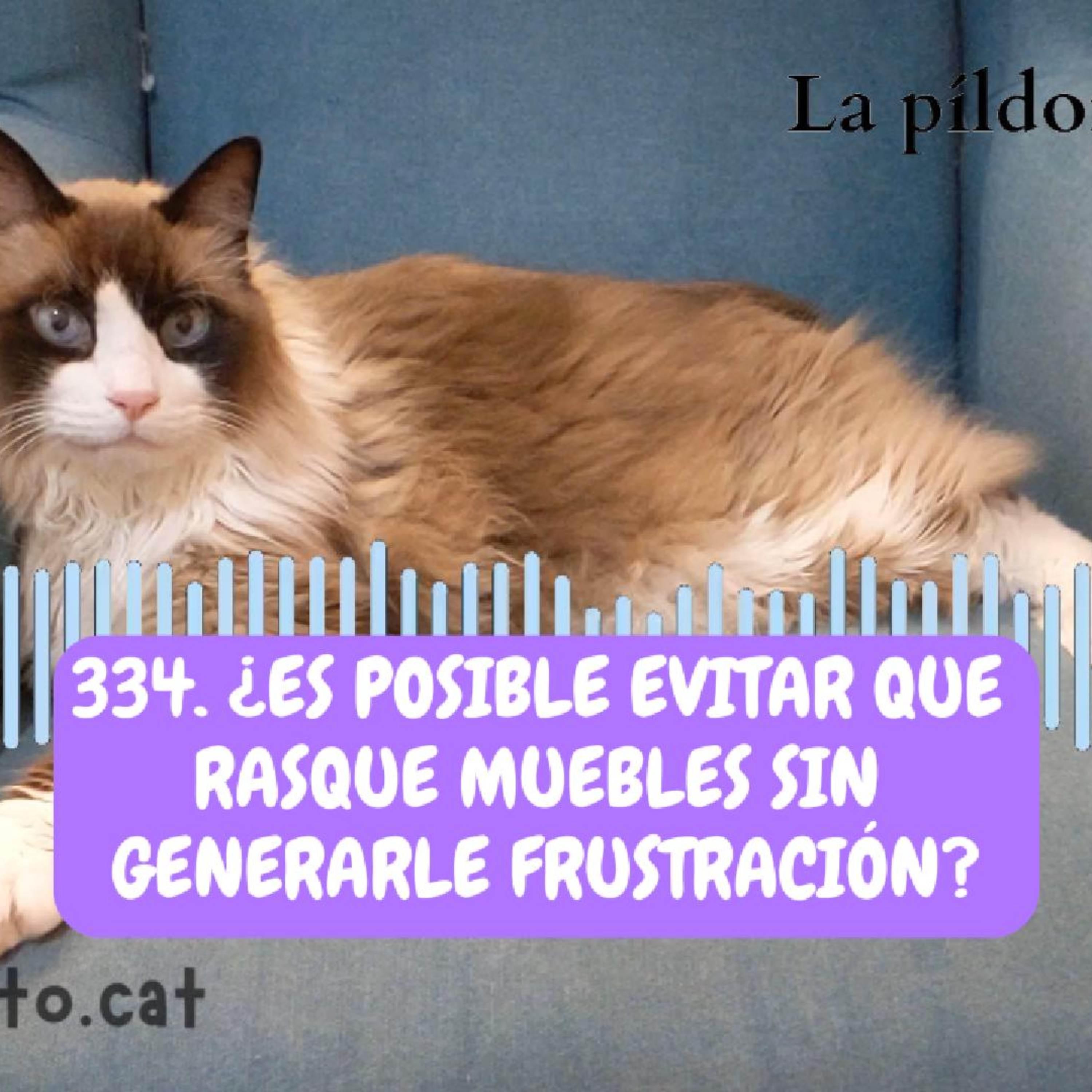 Imagen del episodio 334. ¿Es posible evitar que rasque muebles sin generarle FRUSTRACIÓN?