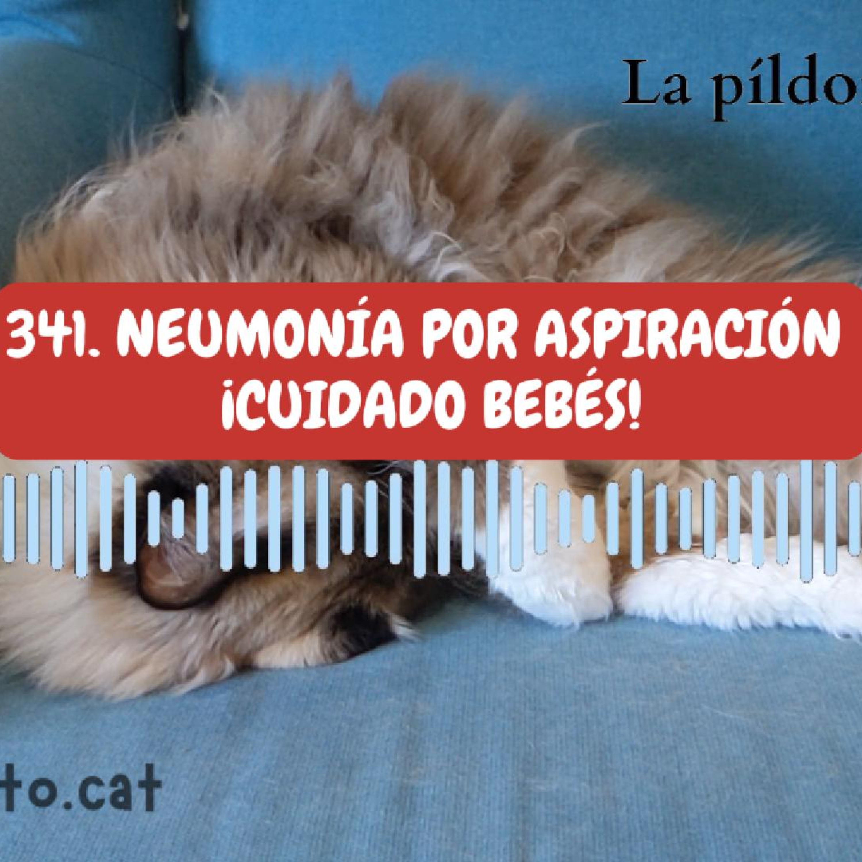 Imagen del episodio 341. Neumonía por aspiración en los gatos ¡CUIDADO BEBÉS!