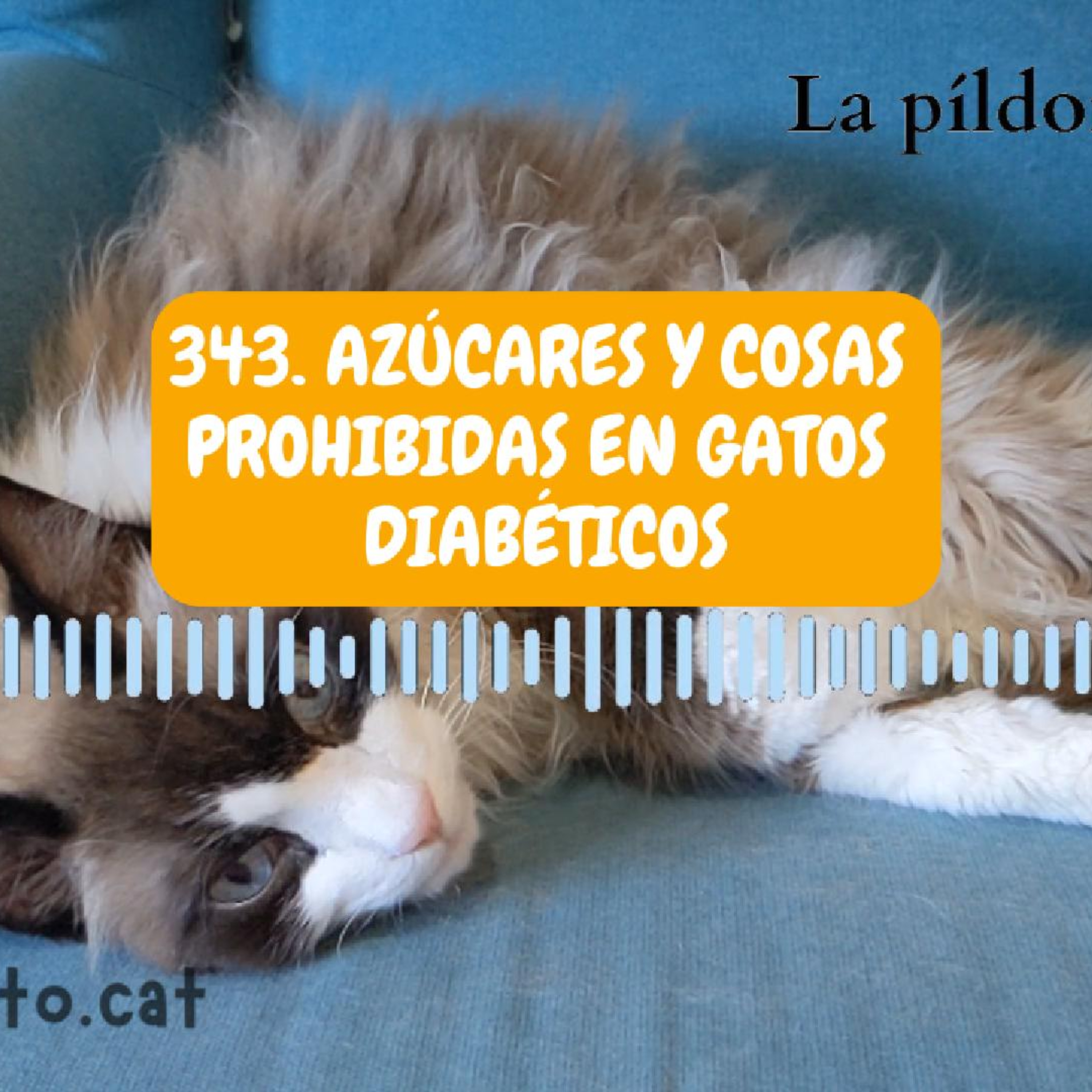 Imagen del episodio 343. Azúcares y cosas prohibidas en gatos diabéticos