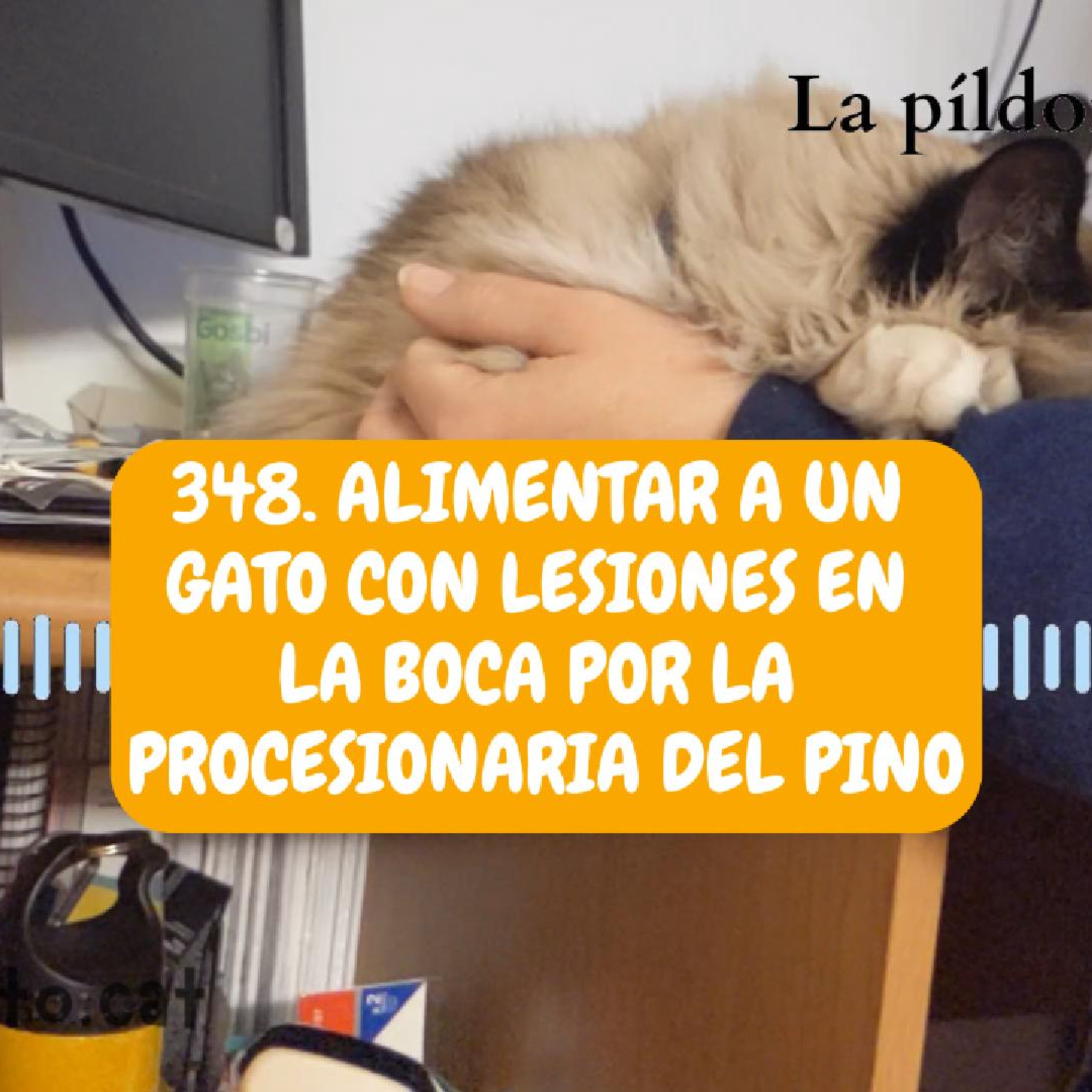 Imagen del episodio 348. Alimentar a un gato con LESIONES EN LA BOCA por la procesionaria del pino
