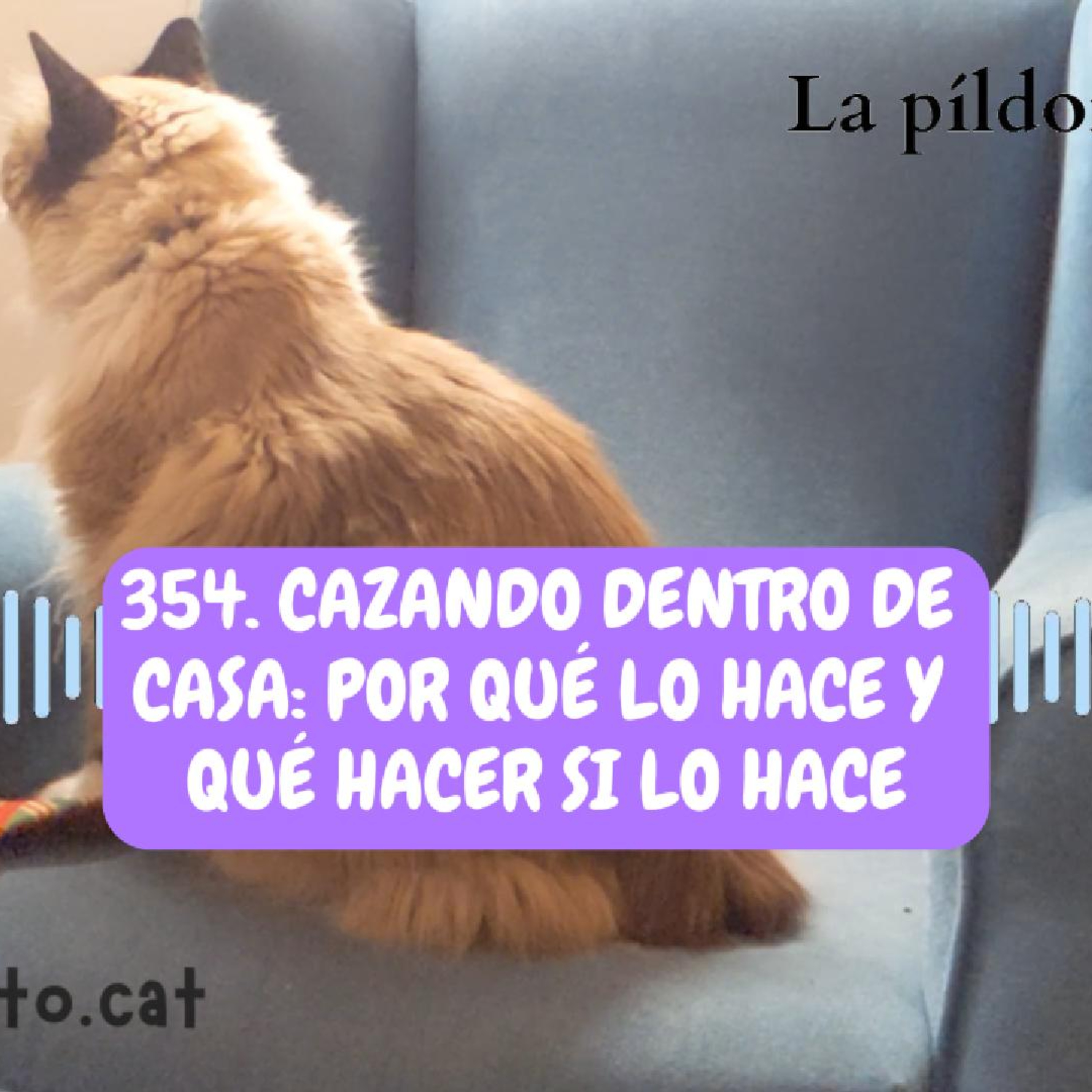Imagen del episodio 354. Cazando DENTRO de casa: por qué lo hace y qué hacer tu gato si lo hace