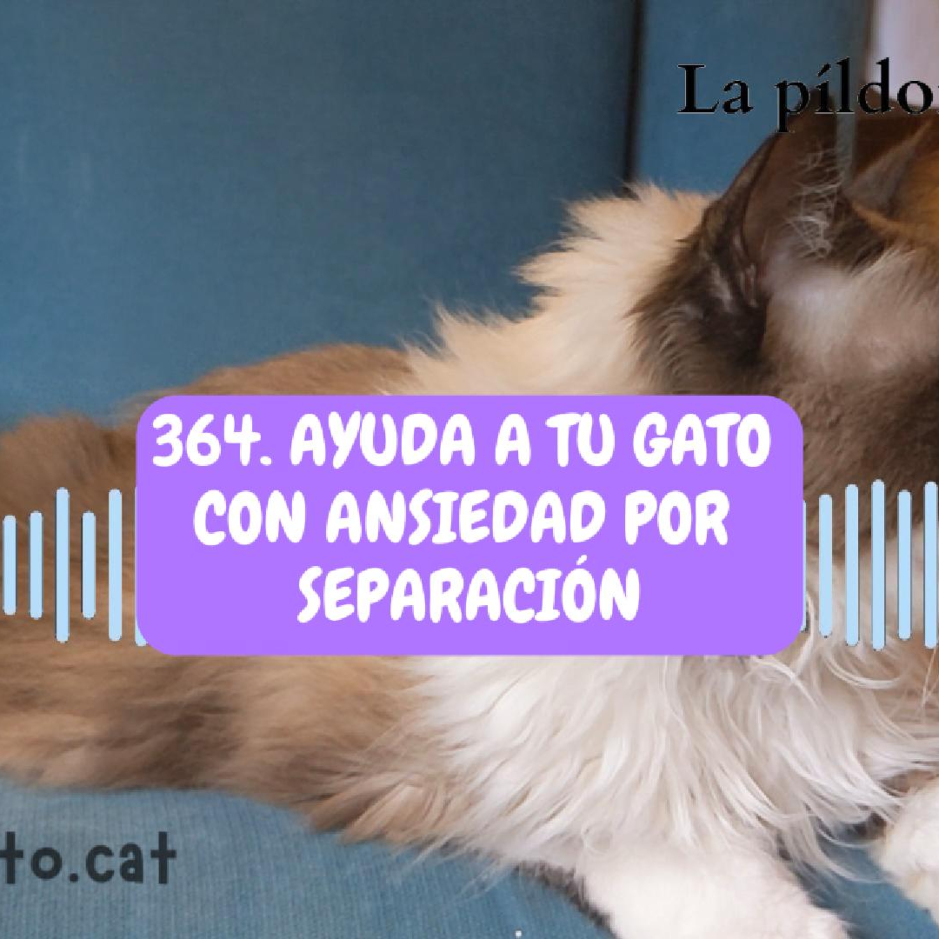 Imagen del episodio 364. Ayuda a tu gato con ANSIEDAD POR SEPARACIÓN