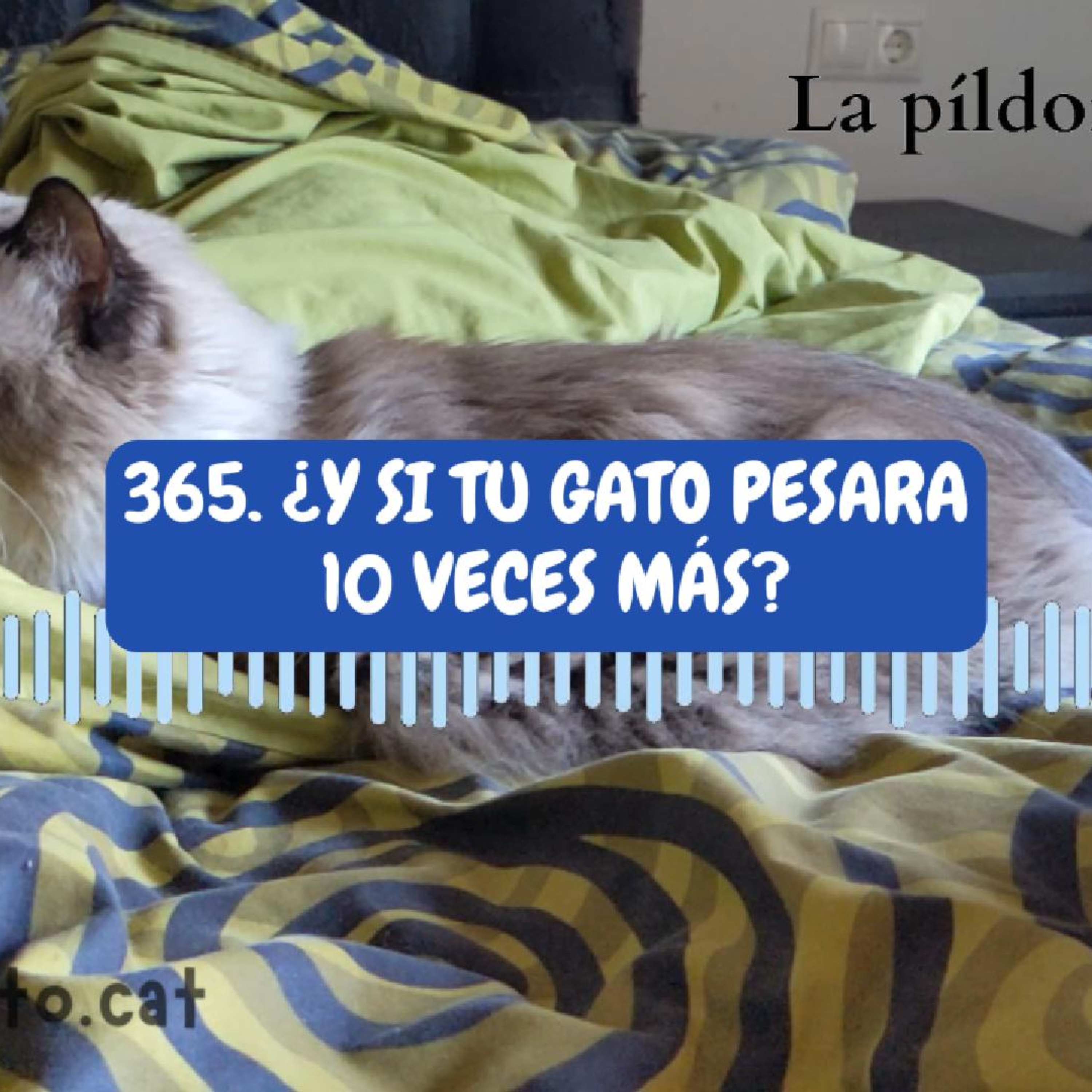 La Píldora Felina – Entiende y cuida mejor a tu gato