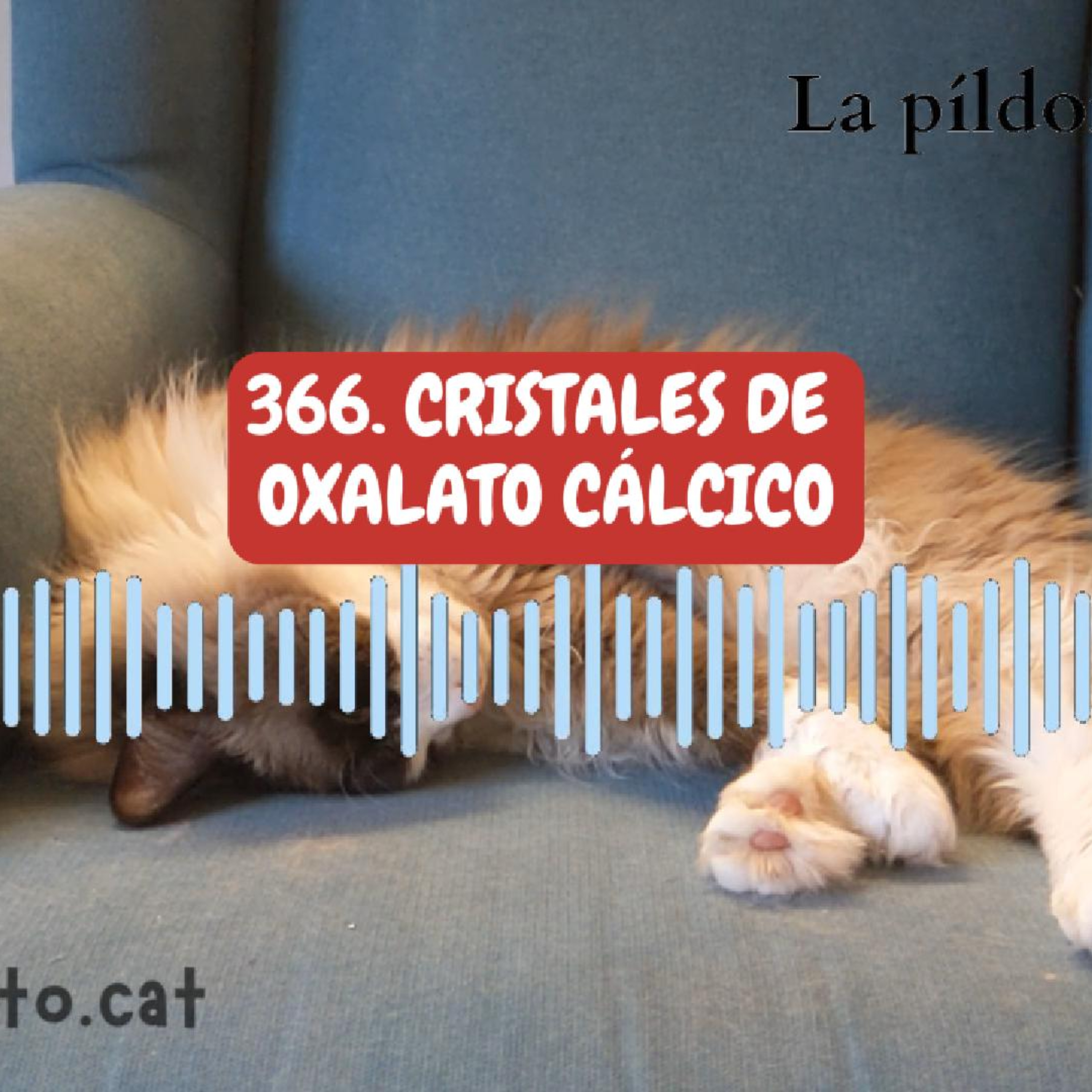 Imagen del episodio 366. Cristales de oxalato cálcico en la orina de los gatos