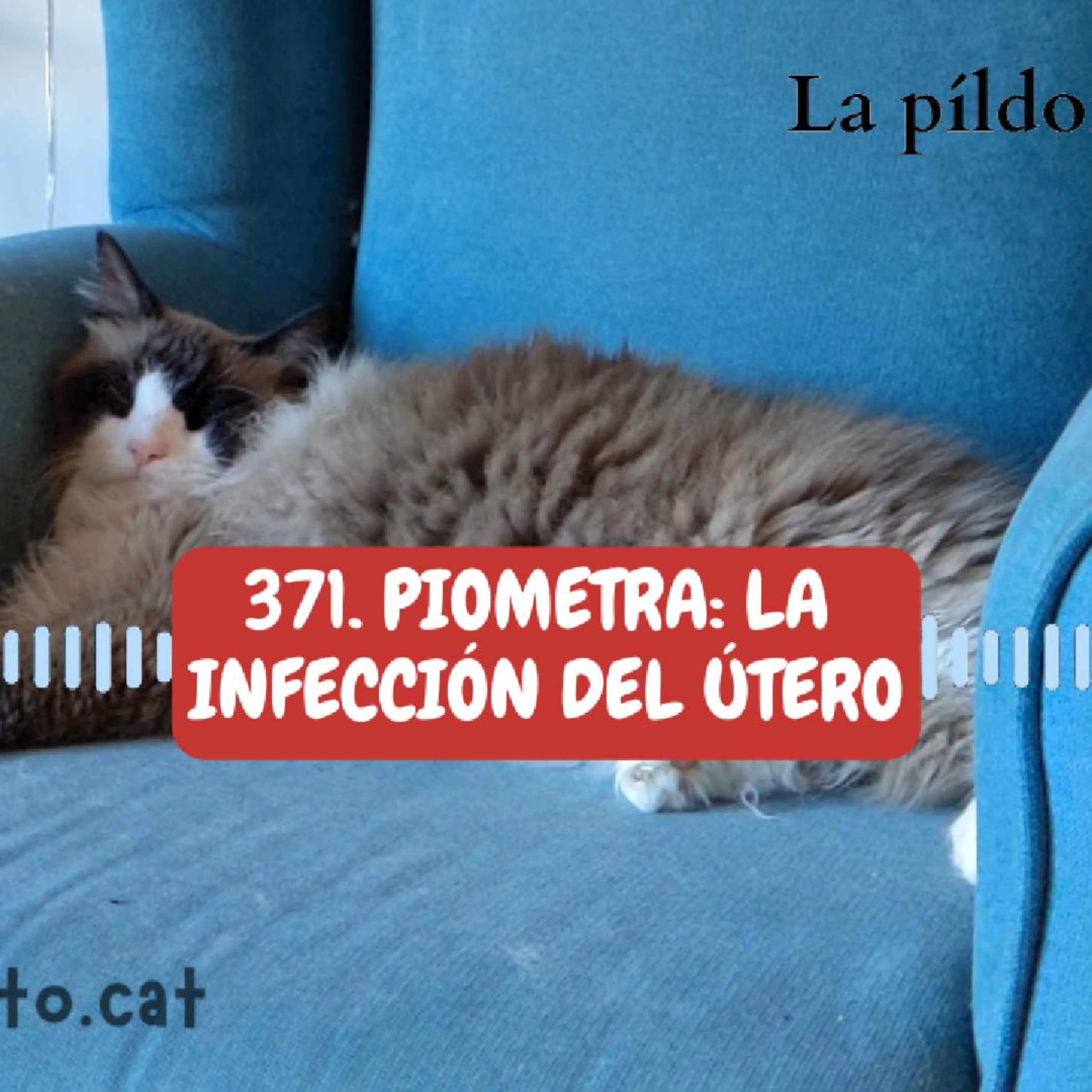 Imagen del episodio 371. Piometra: la infección del útero de las gatas