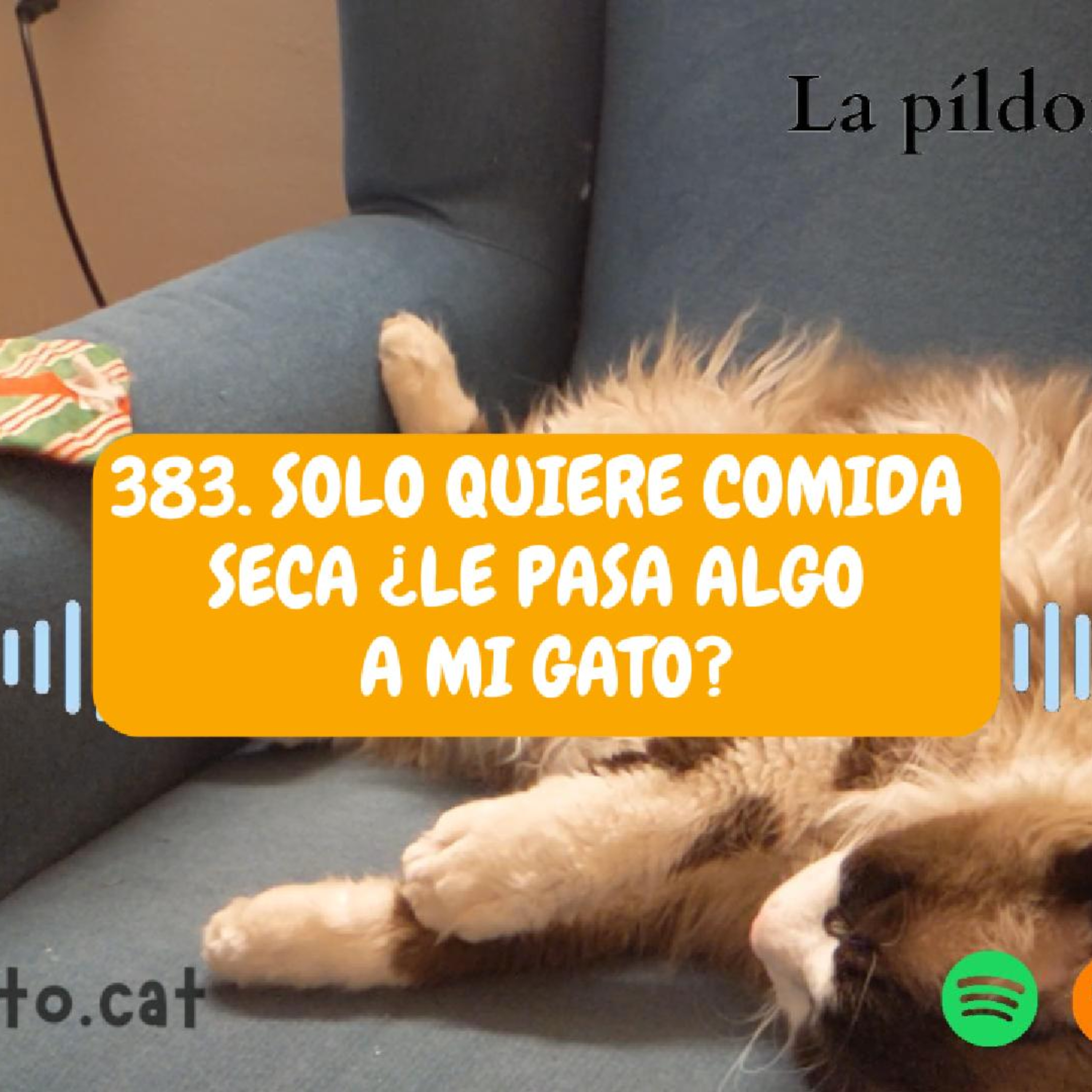 Imagen del episodio 383. Solo quiere comida seca ¿le pasa algo a mi gato?