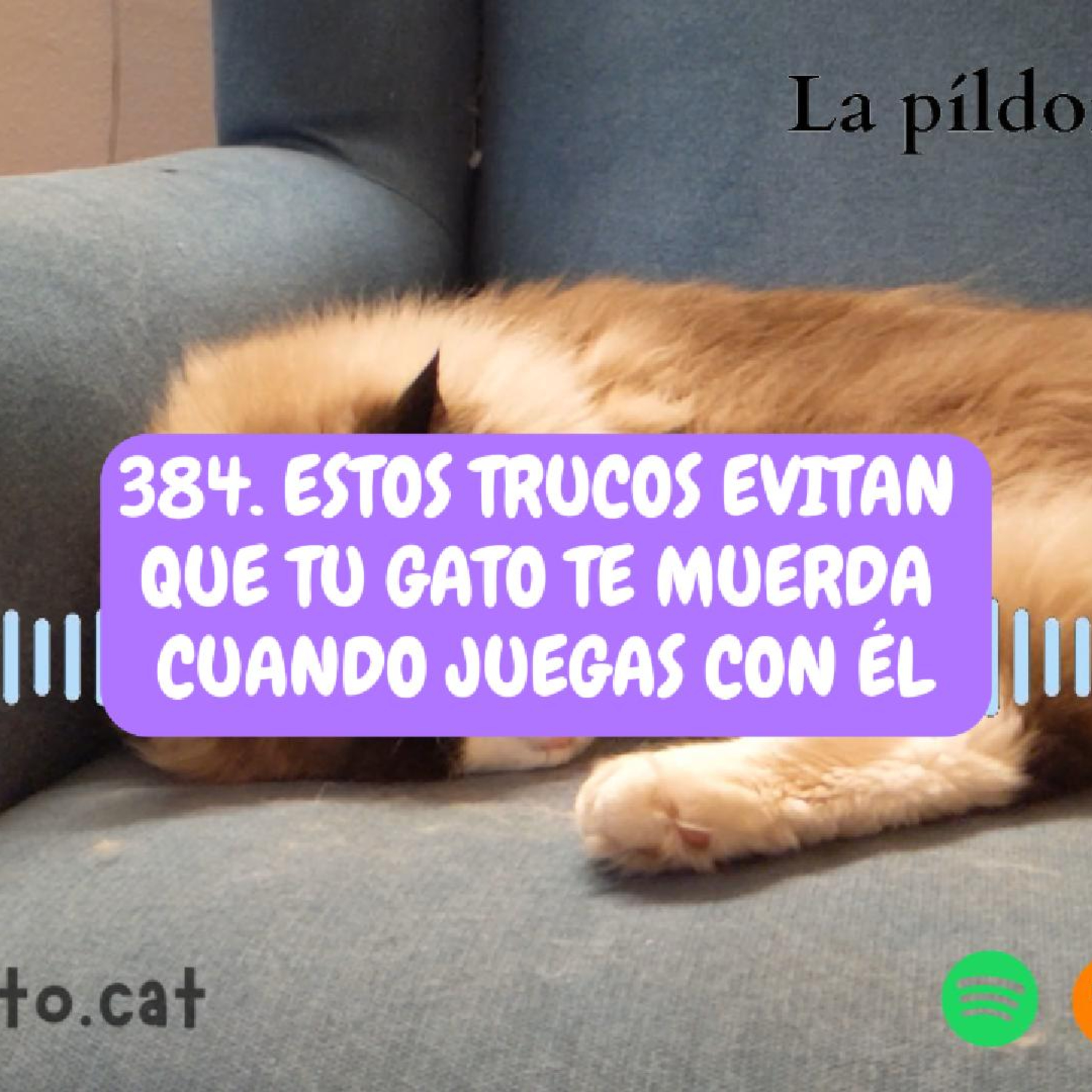 Imagen del episodio 384. Estos trucos evitan que TU GATO TE MUERDA cuando juegas con él