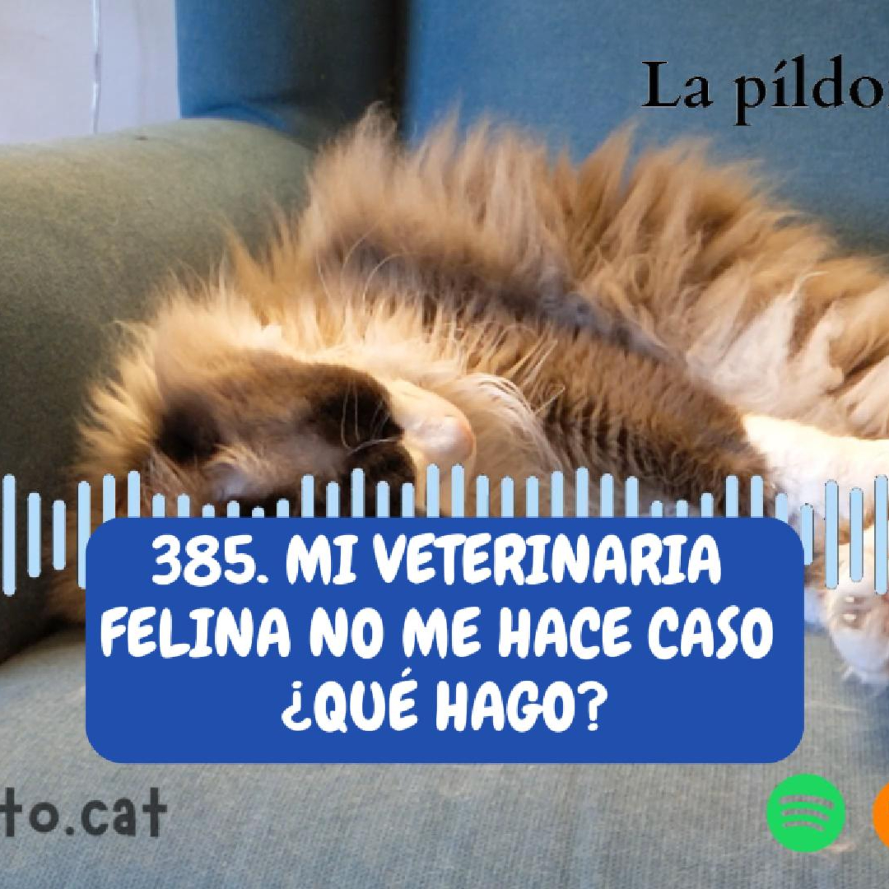 Imagen del episodio 385. Mi veterinaria felina NO ME HACE CASO ¿qué hago?