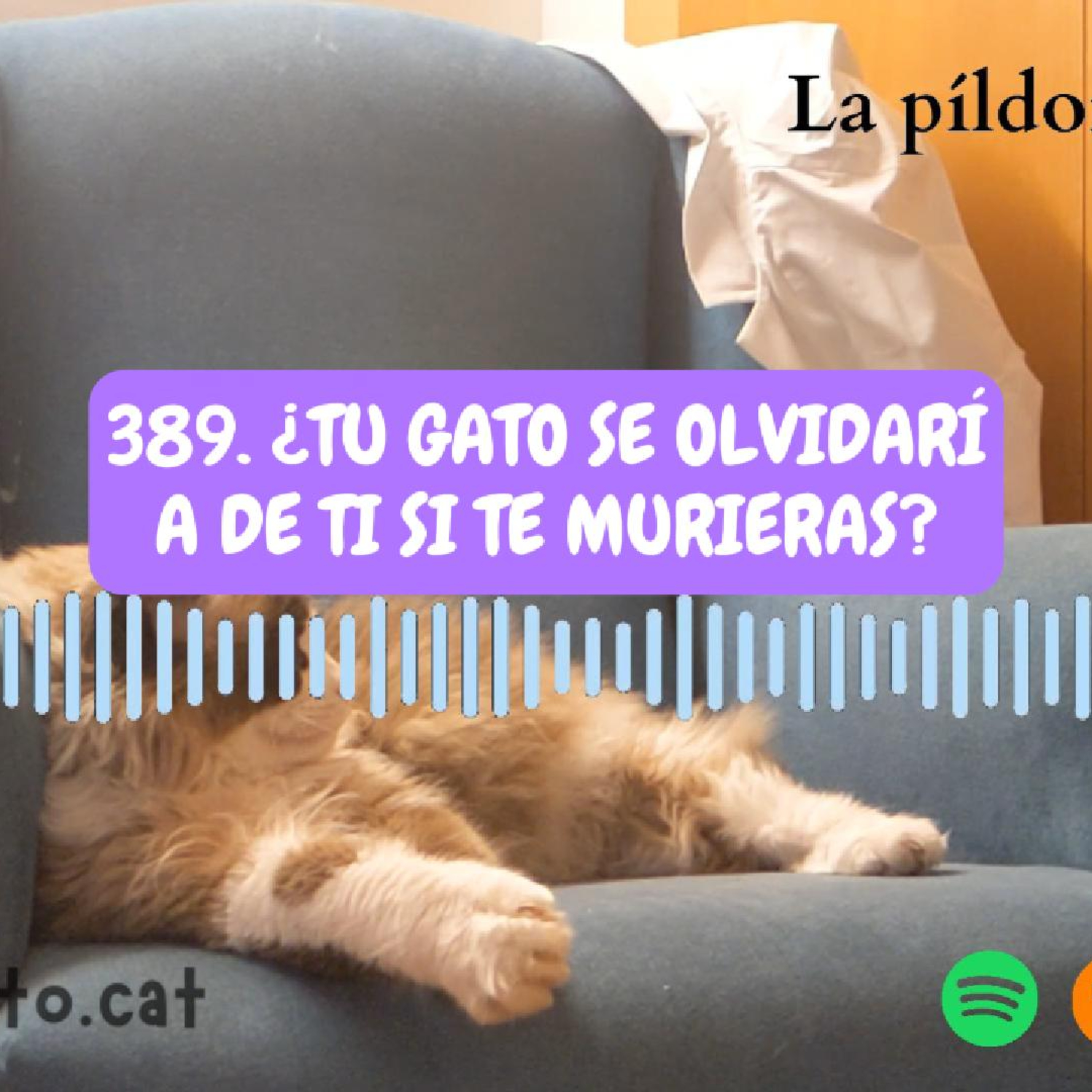 Imagen del episodio 389. ¿Tu gato SE OLVIDARÍA de ti si te murieras?