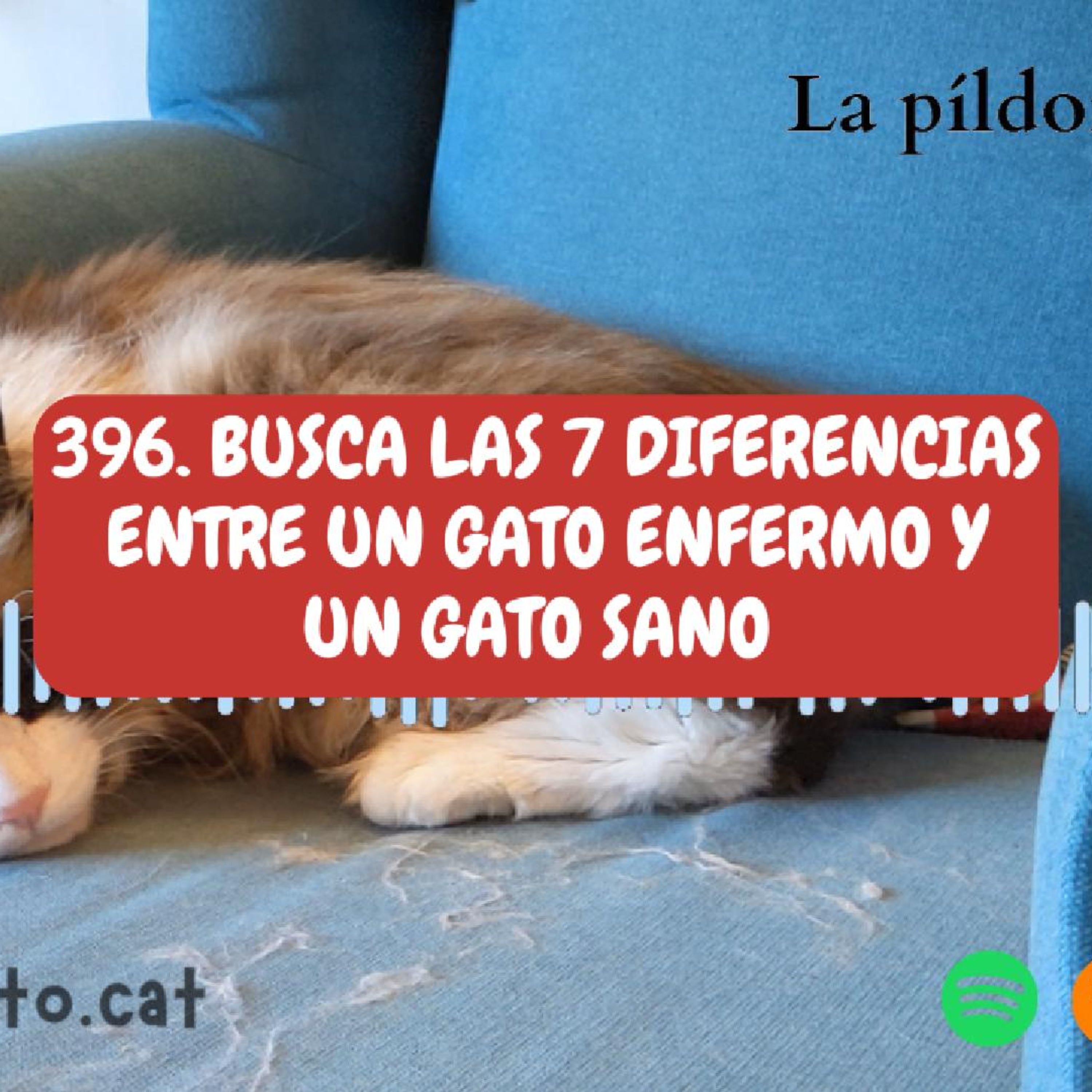Imagen del episodio 396. Busca las 7 DIFERENCIAS entre un gato enfermo y un gato sano