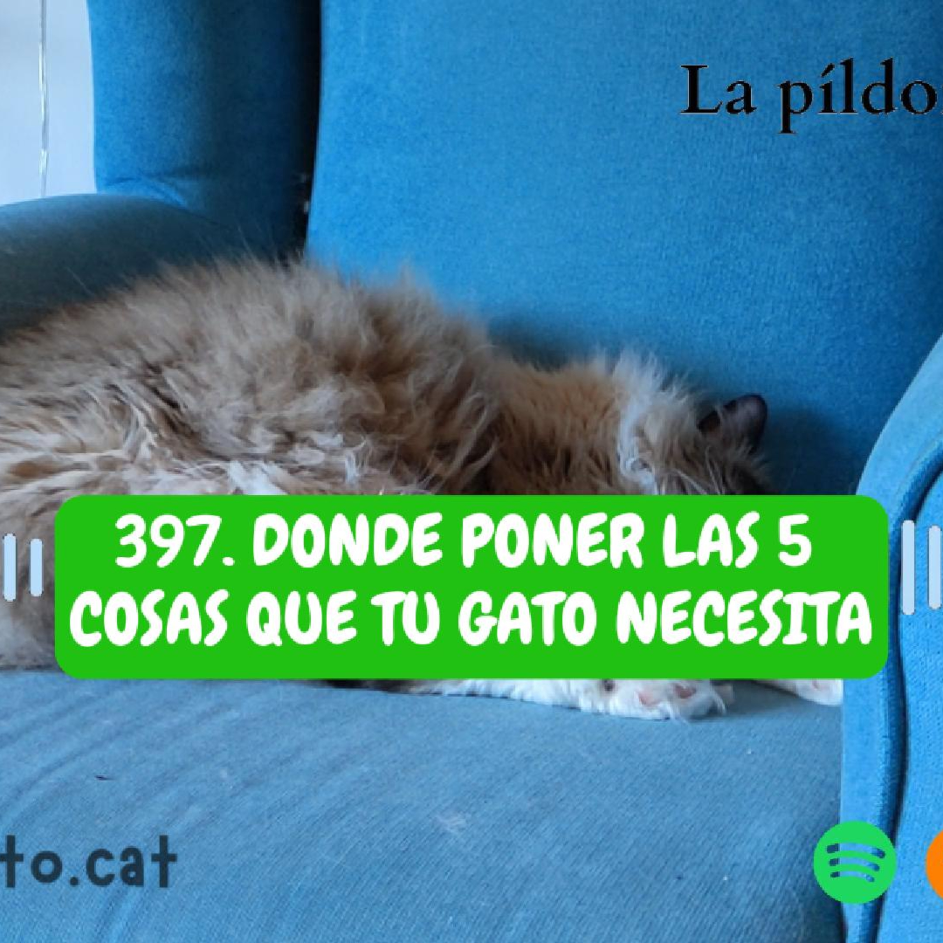 Imagen del episodio 397. DONDE PONER las 5 cosas que tu gato necesita