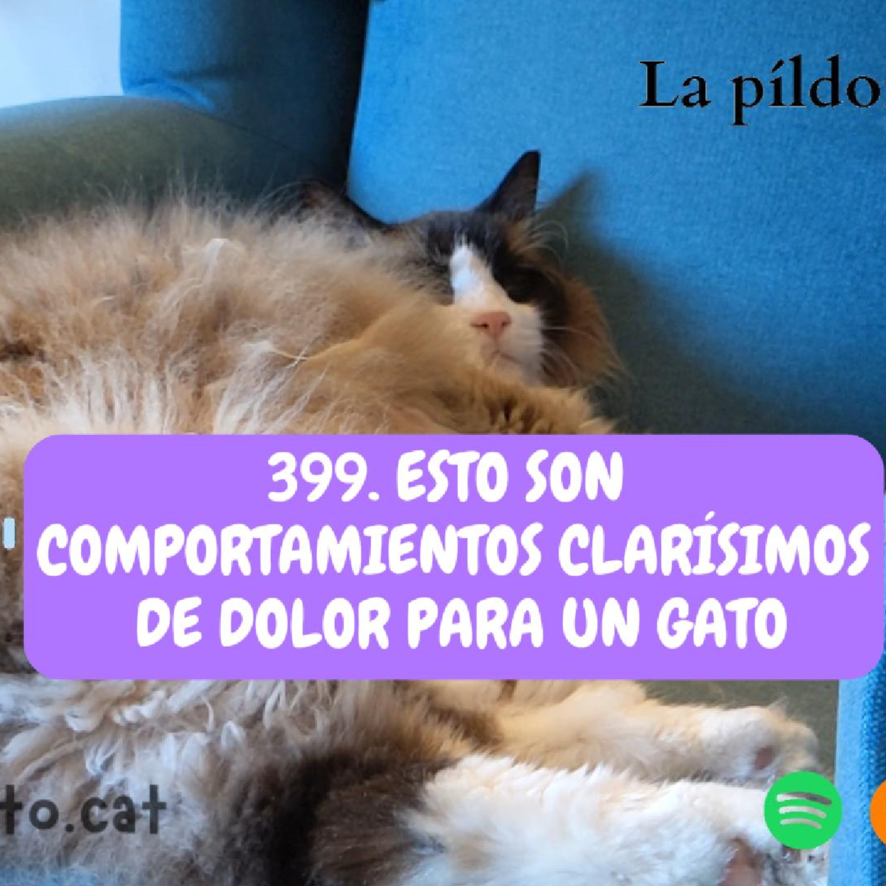 Imagen del episodio 399. Esto son comportamientos CLARÍSIMOS DE DOLOR para un gato