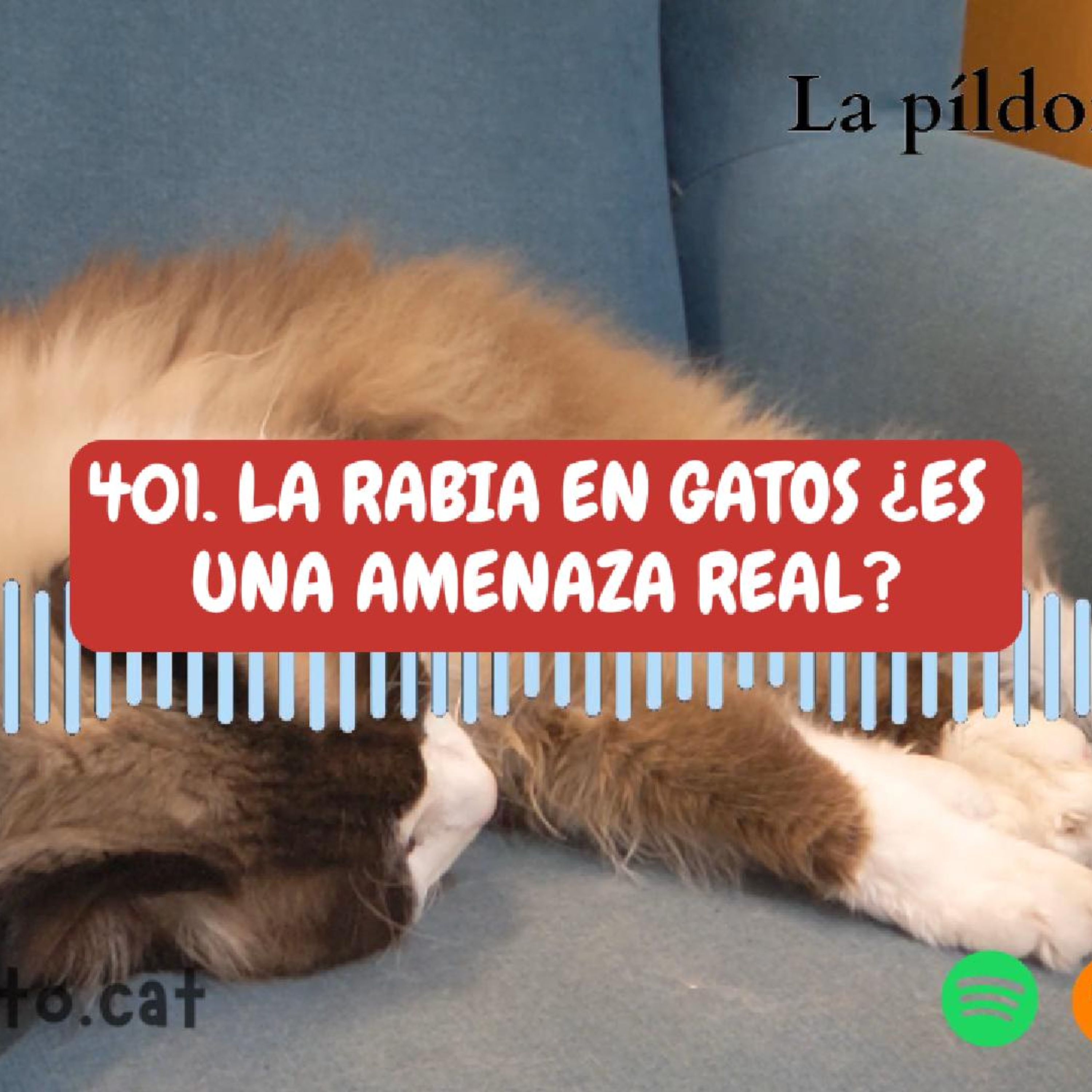 Imagen del episodio 401. La Rabia en gatos ¿es una AMENAZA REAL?