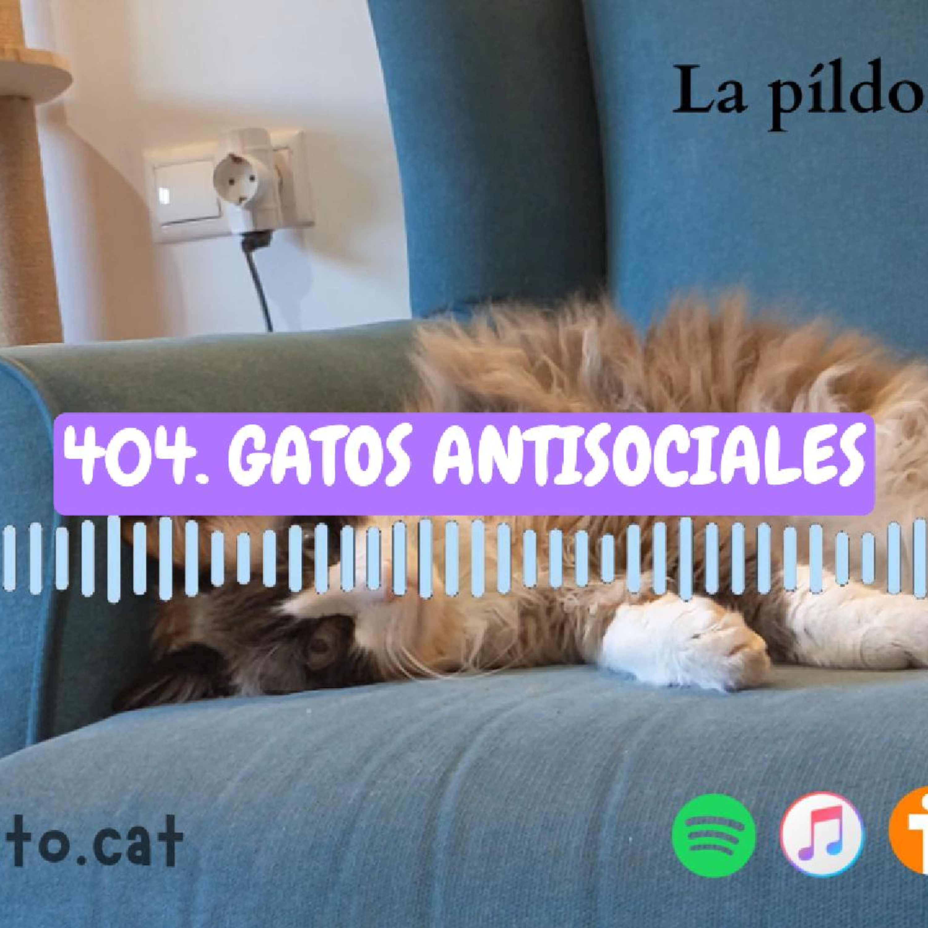 Imagen del episodio 404. Gatos ANTISOCIALES