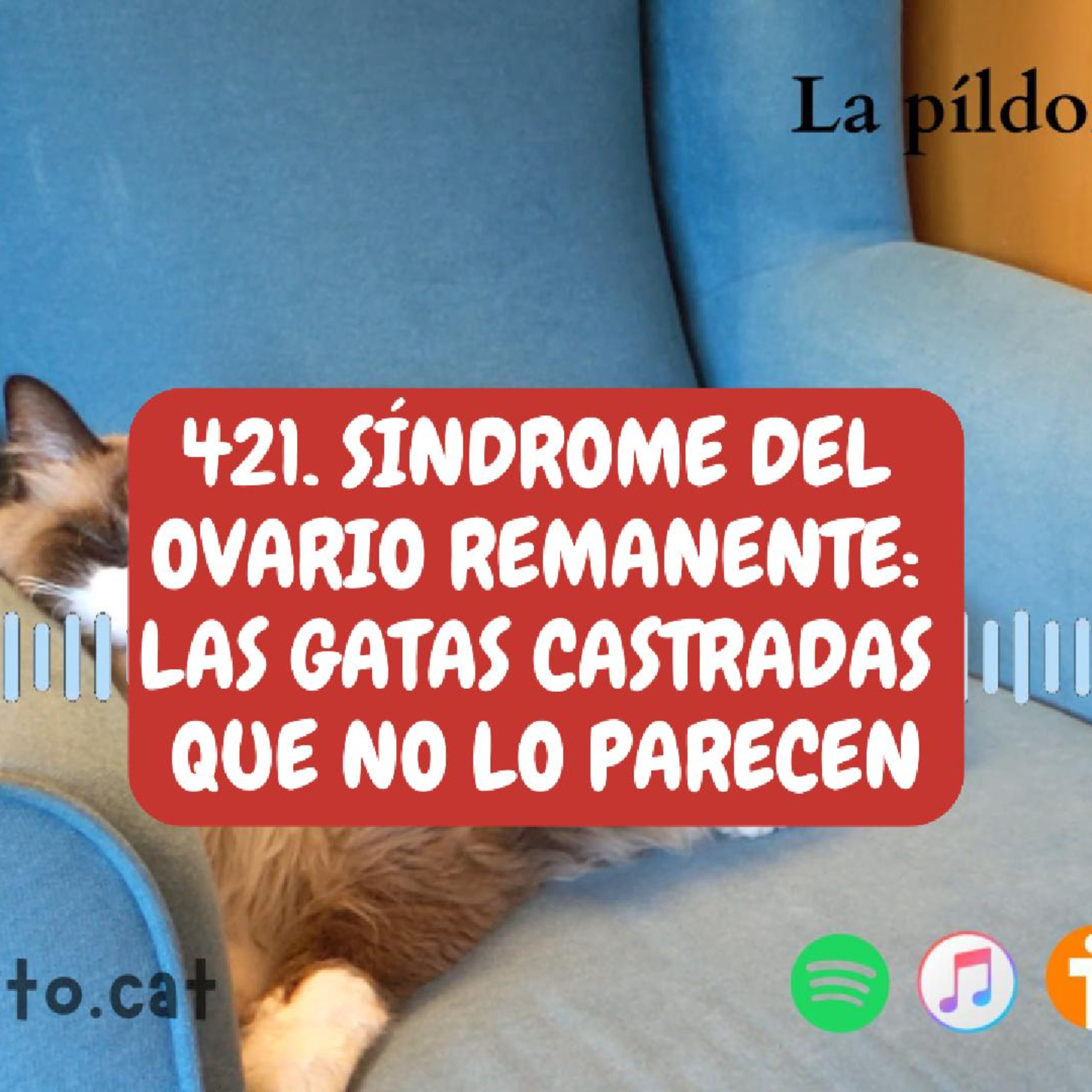 Imagen del episodio 421. Síndrome del ovario remanente: las gatas castradas que no lo parecen