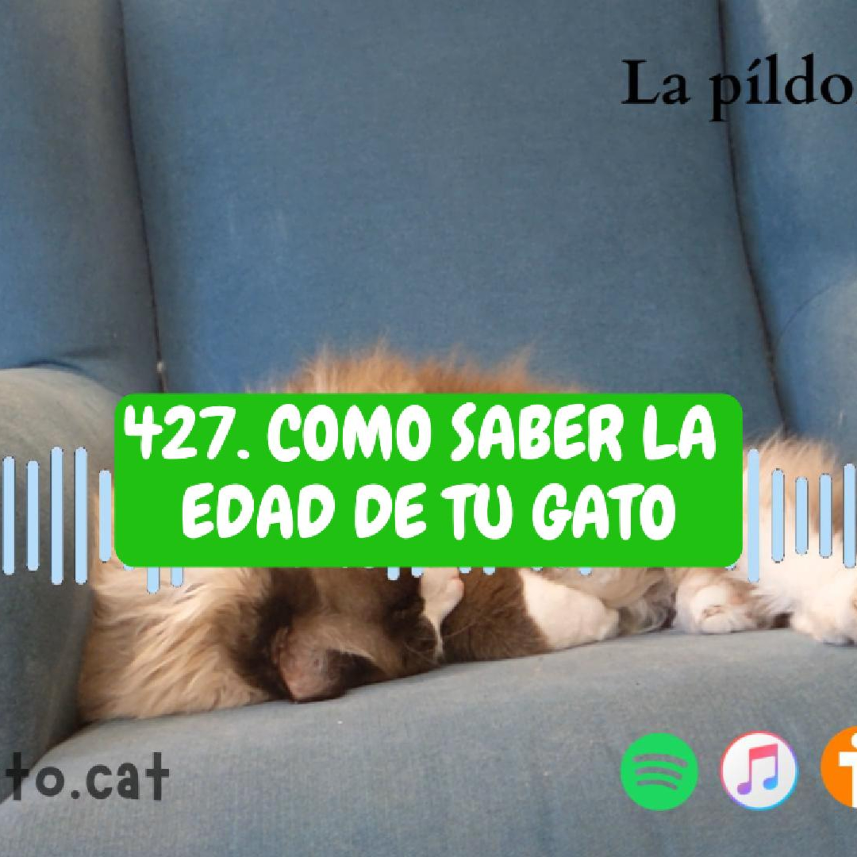 Imagen del episodio 427. Como saber la edad de tu gato