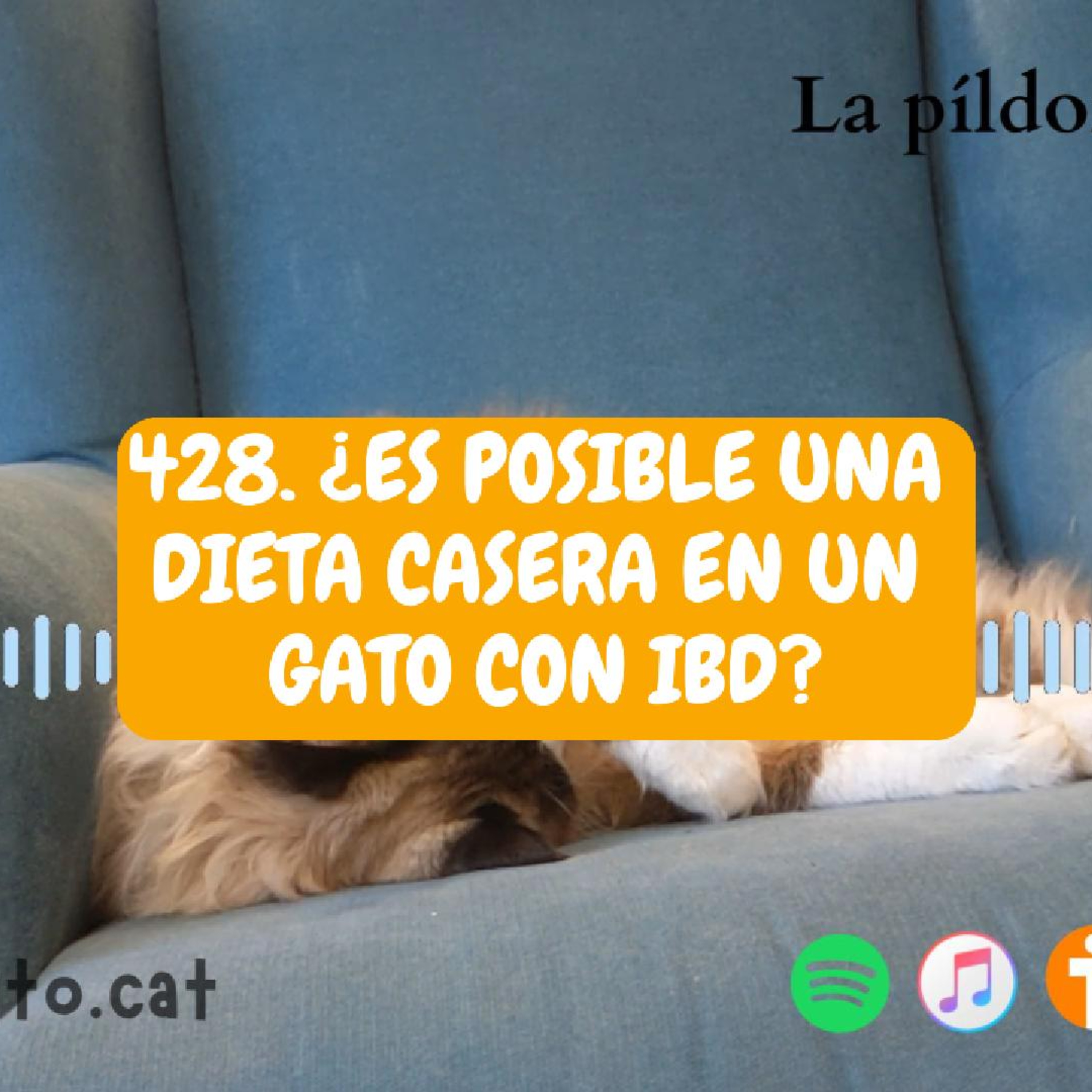 Imagen del episodio 428. ¿Es posible una dieta casera en un gato con IBD?