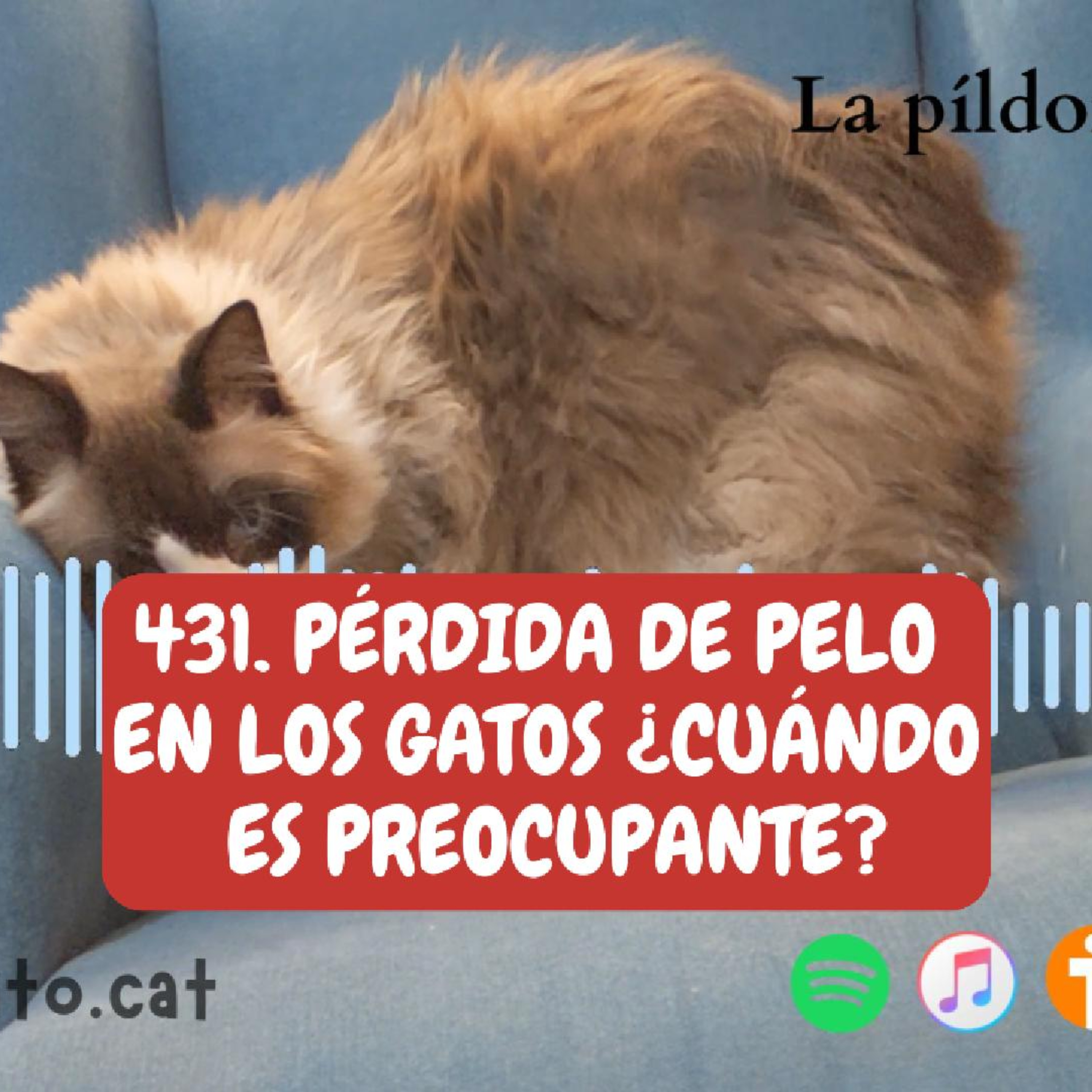 Imagen del episodio 431. PÉRDIDA DE PELO en los gatos ¿cuándo es preocupante?