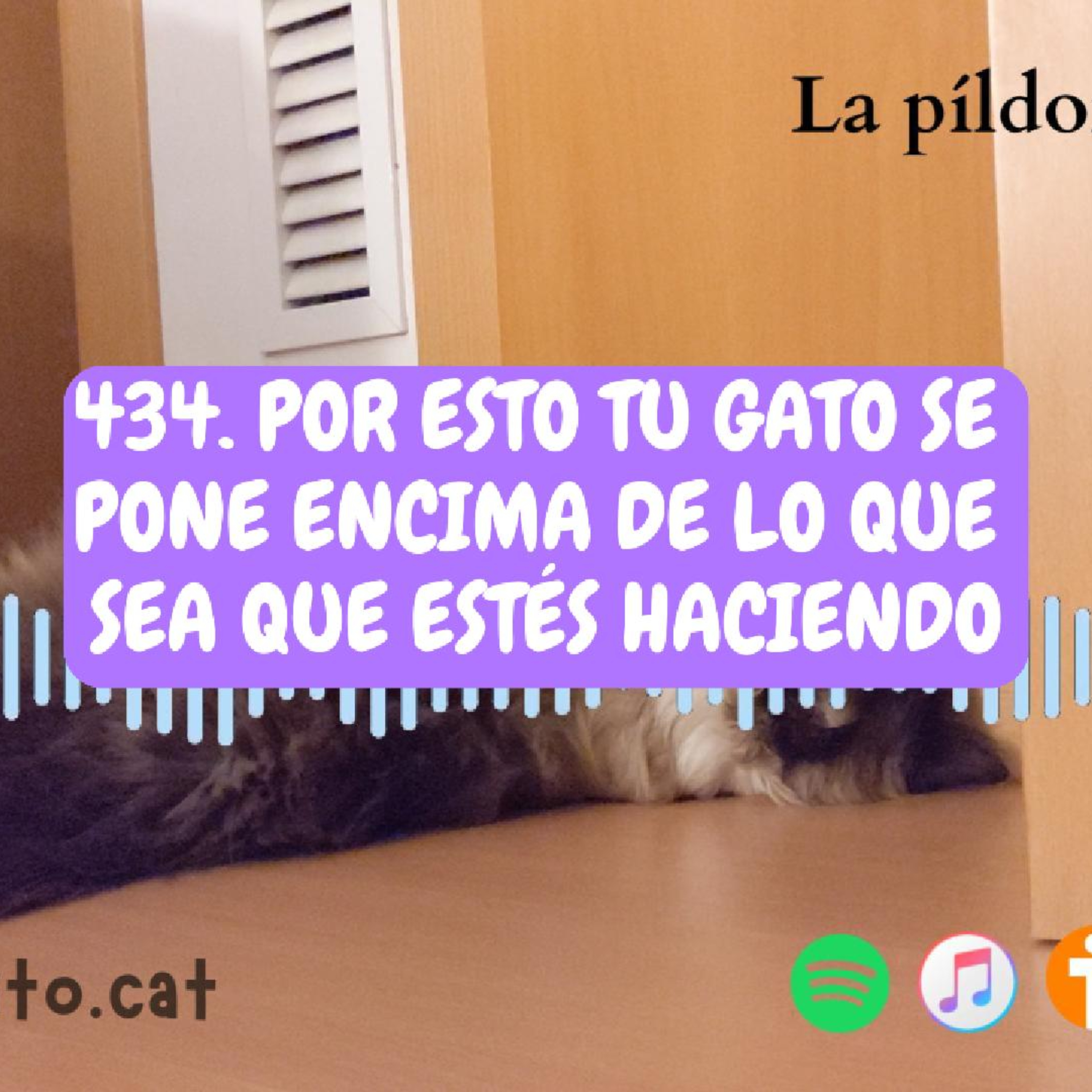 Imagen del episodio 434. Por esto tu gato SE PONE ENCIMA de lo que sea que estés haciendo