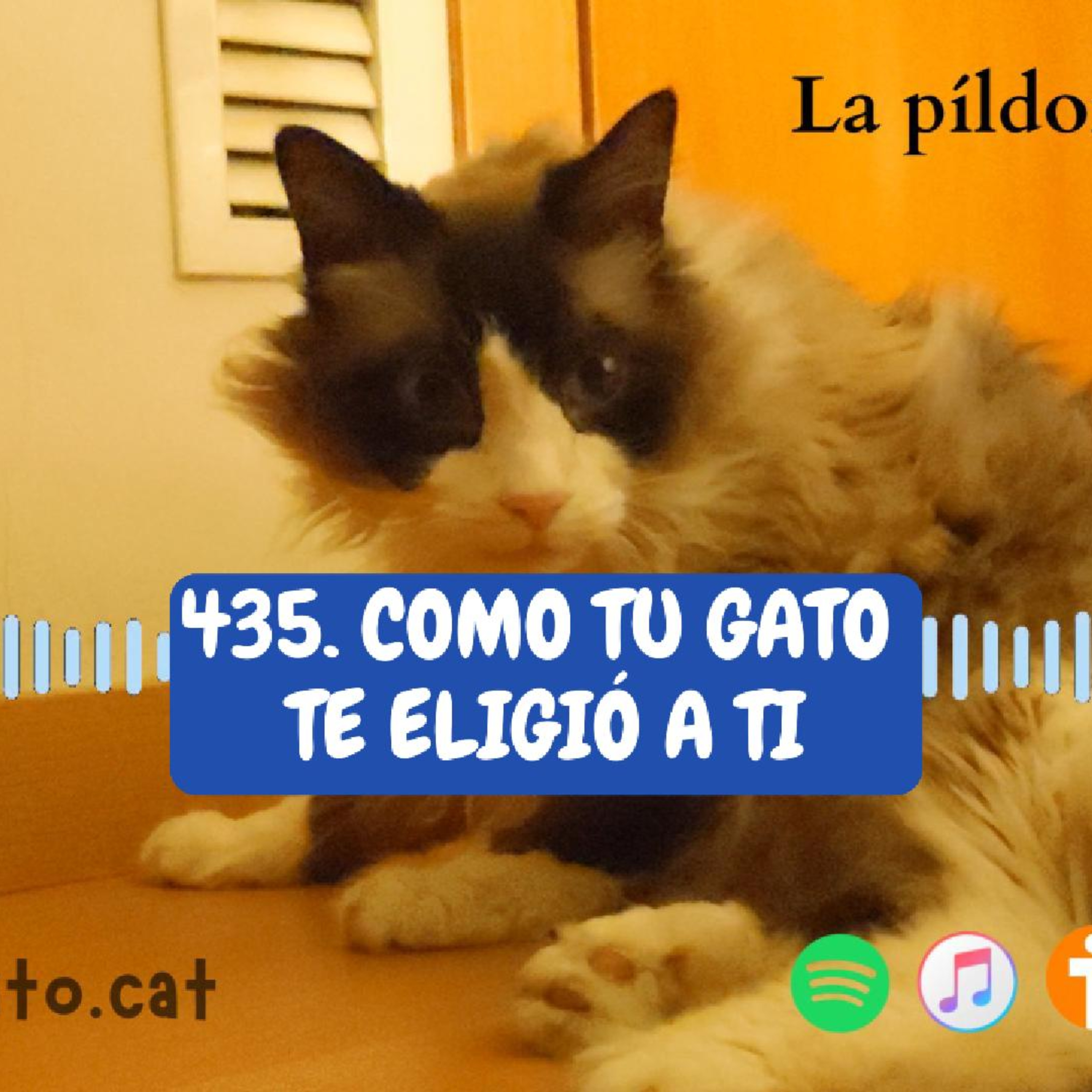 Imagen del episodio 435. Como tu gato TE ELIGIÓ A TI