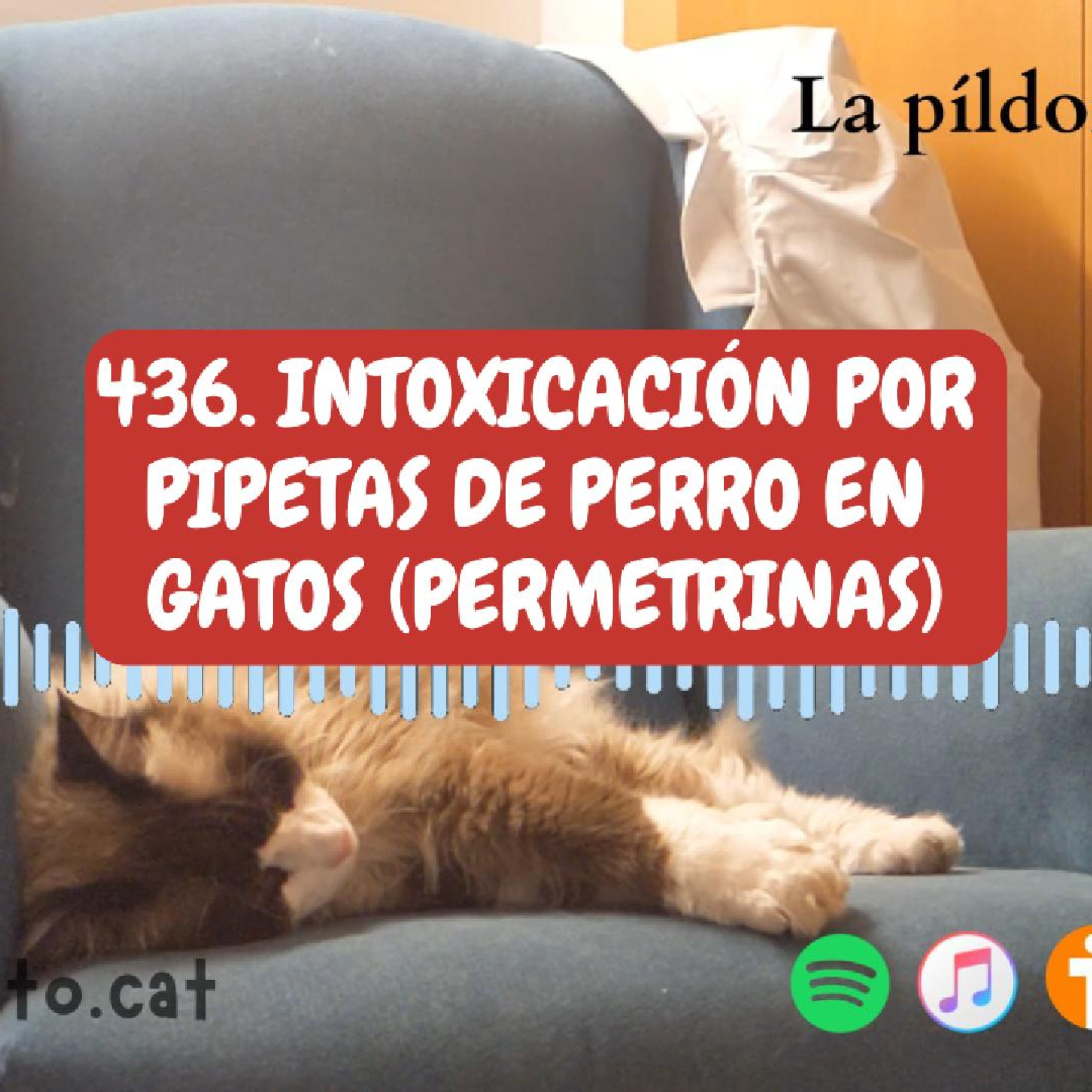 Imagen del episodio 436. Intoxicación por PIPETAS de PERRO en gatos (PERMETRINAS)